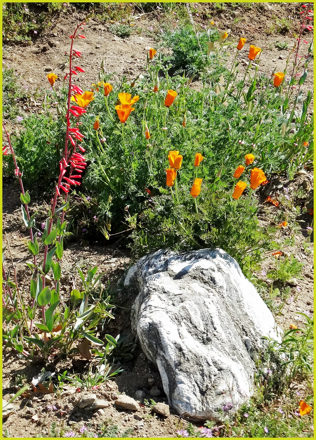 Red California Poppy (Eschscholzia Californica 'Red') — is a captivating selection that boasts vivid crimson to scarlet blossoms; thriving in USDA zones 5-9