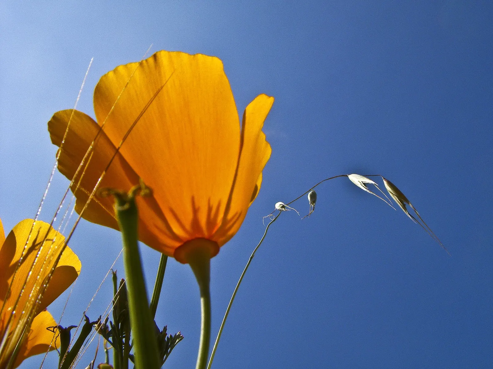 Red California Poppy (Eschscholzia Californica 'Red') — an unusual hue contrasted with the more common orange or yellow varieties of its species