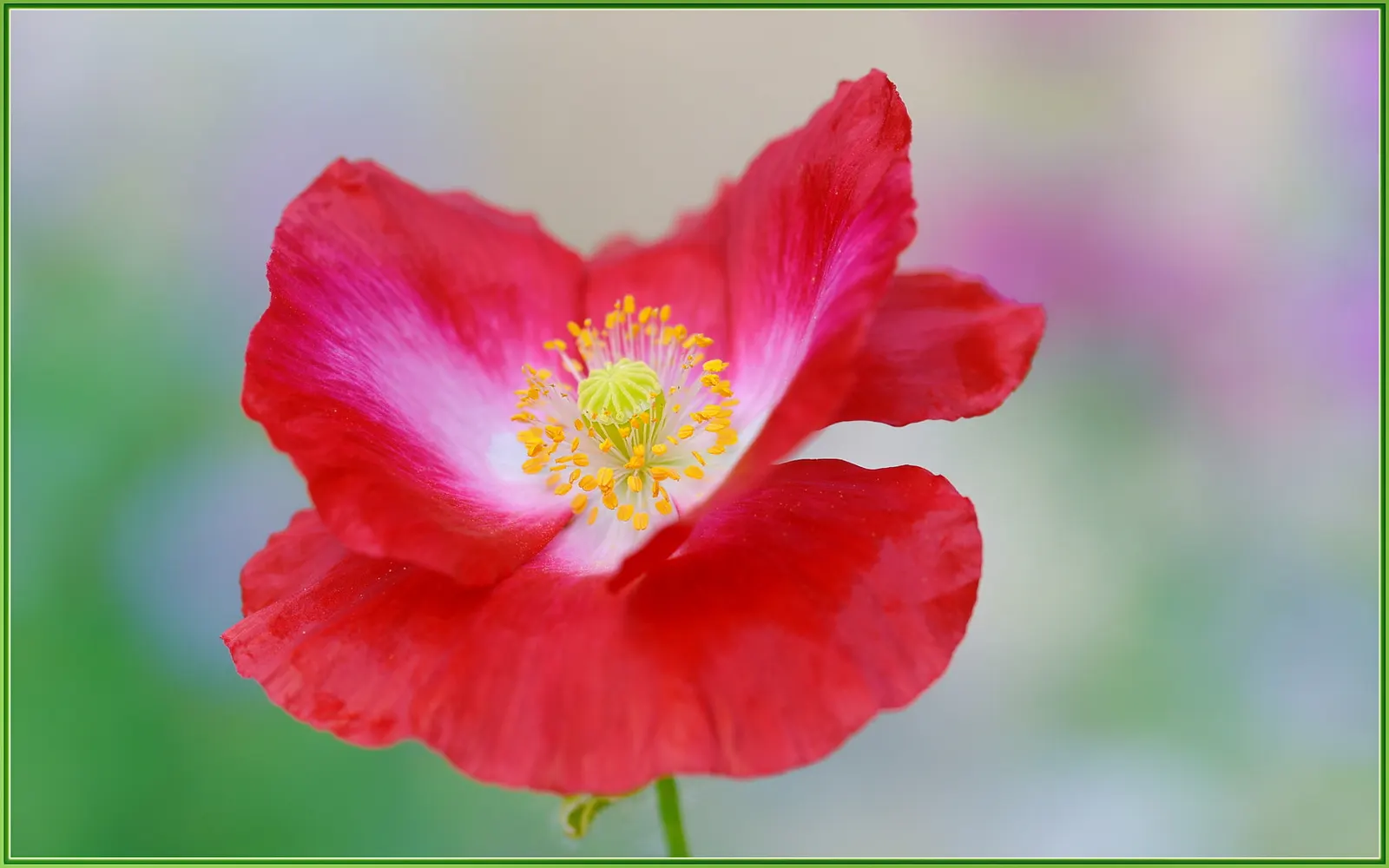 Red California Poppy (Eschscholzia Californica 'Red') — typically grows between 12 and 18 inches in height and spans an equal width; perfect for adding