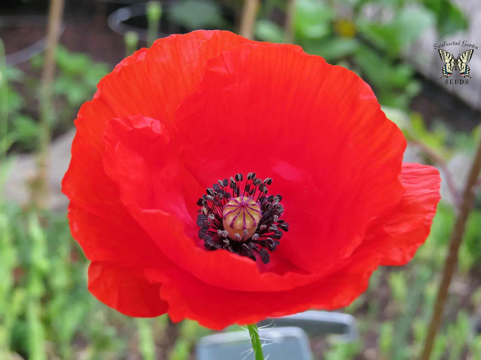 Red California Poppy (Eschscholzia Californica 'Red') — or wildflower meadows where it can naturalize.<br><br>Blooming typically occurs from late spring to