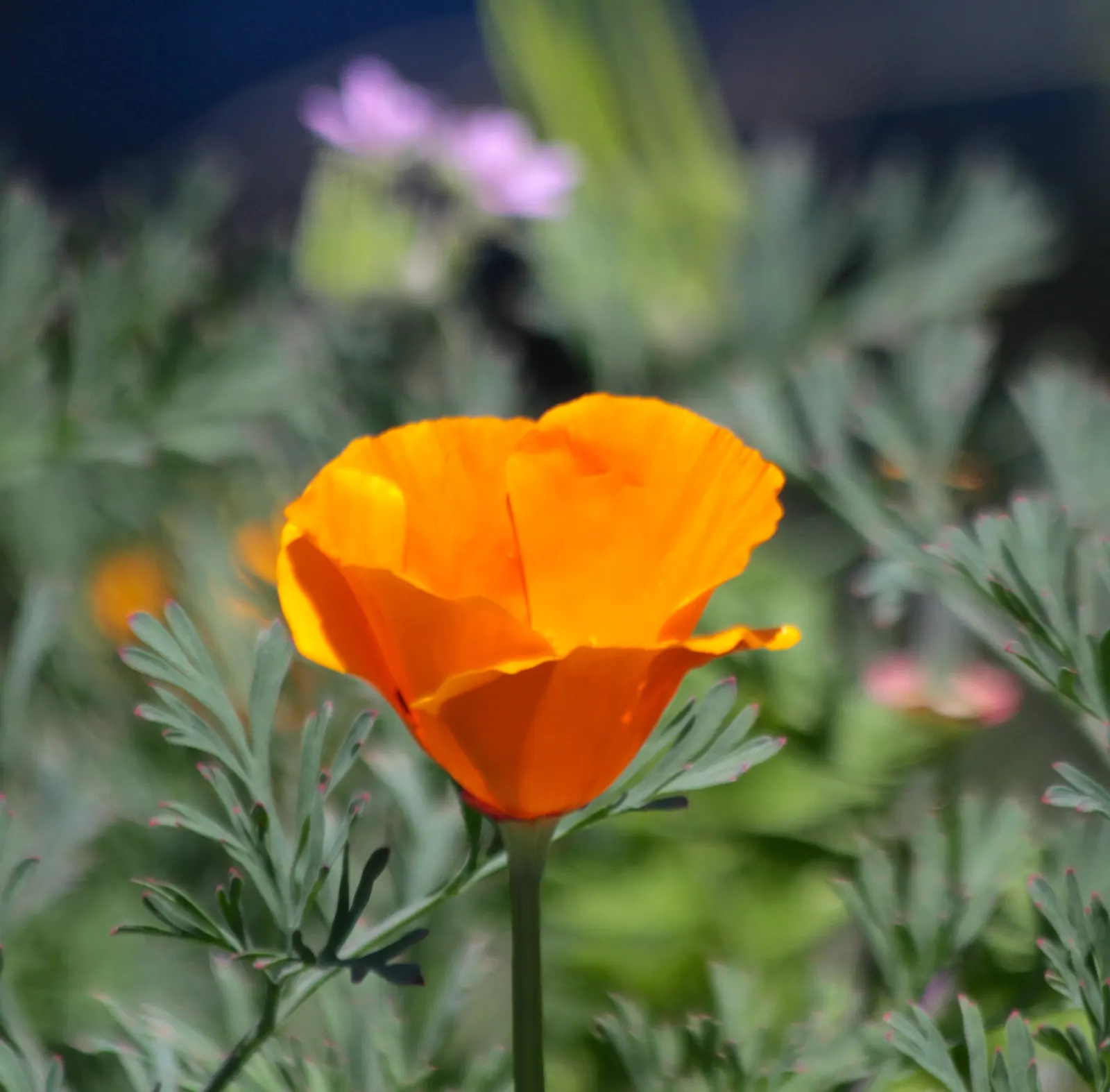 Red California Poppy (Eschscholzia Californica 'Red') — scientifically designated as Eschscholzia californica 'Red'; deadheading will prolong the bloom period