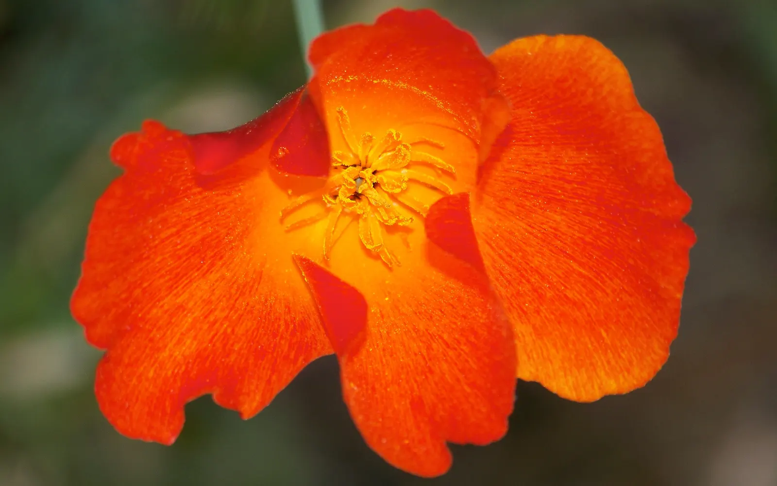 Red California Poppy (Eschscholzia Californica 'Red') — annual with red blooms