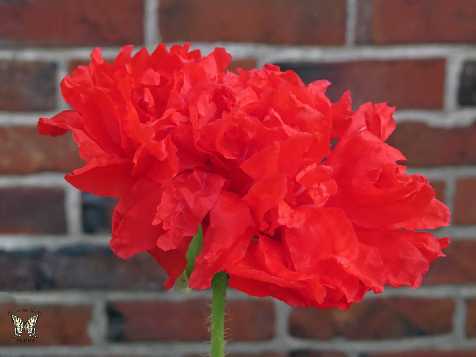 Red California Poppy (Eschscholzia Californica 'Red') — and a striking pop of color