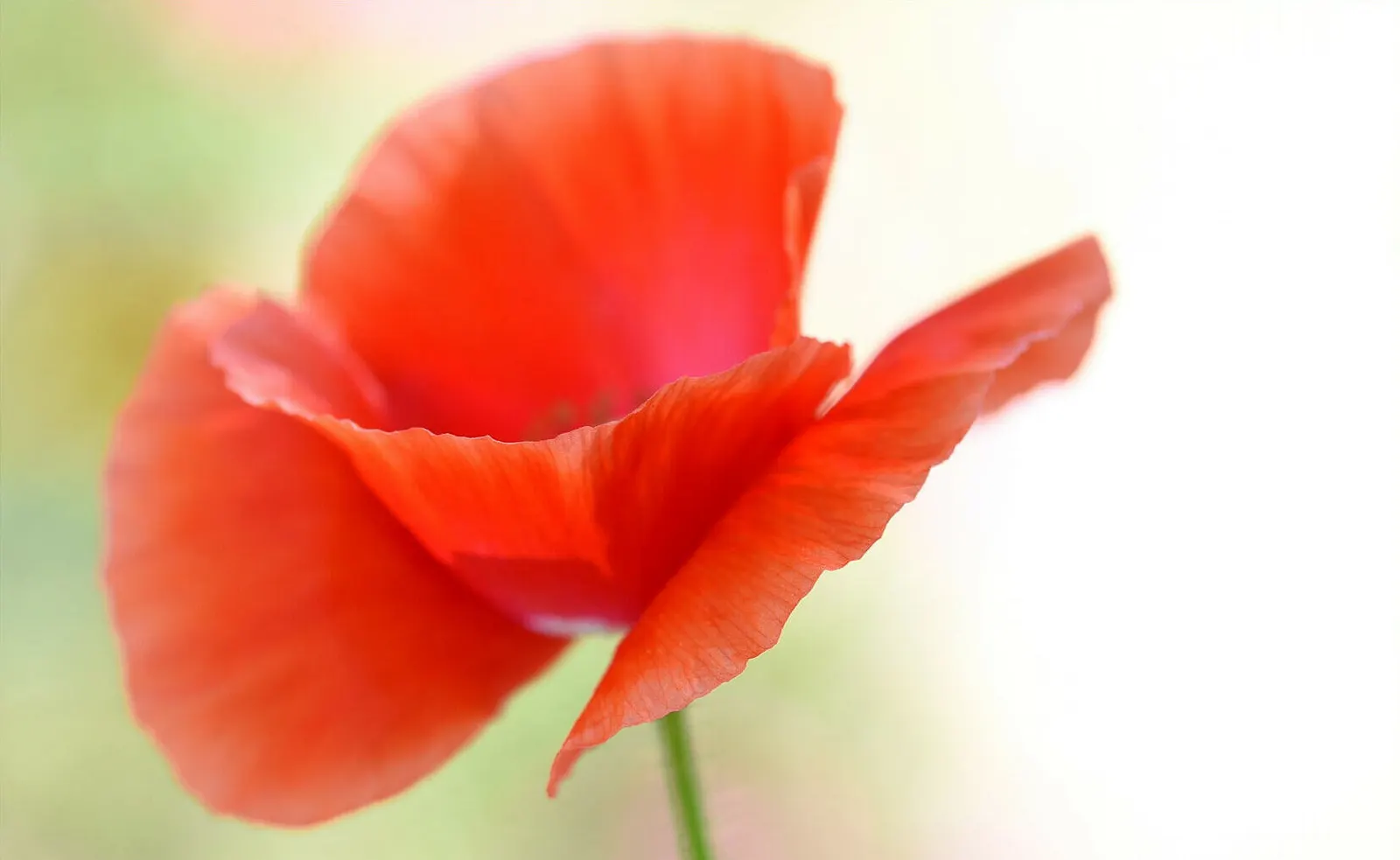 Red California Poppy (Eschscholzia Californica 'Red') — the Red California Poppy offers easy care