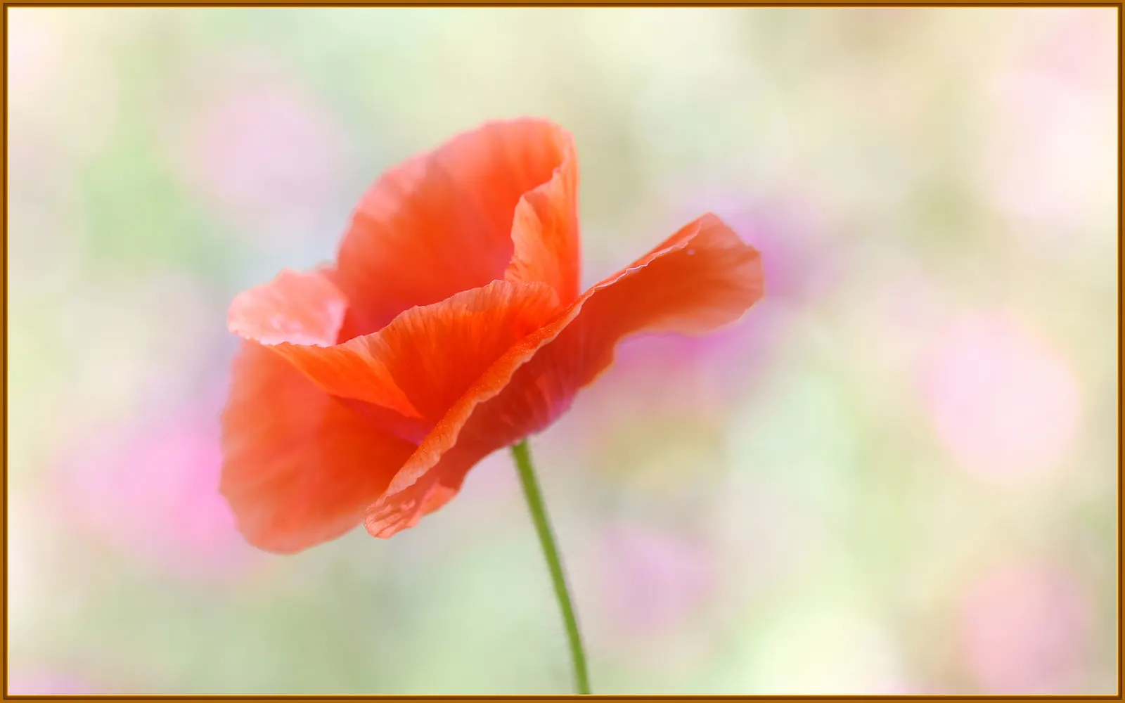 Red California Poppy (Eschscholzia Californica 'Red') — though some may prefer to allow the plants to spread naturally.<br><br>For your clients
