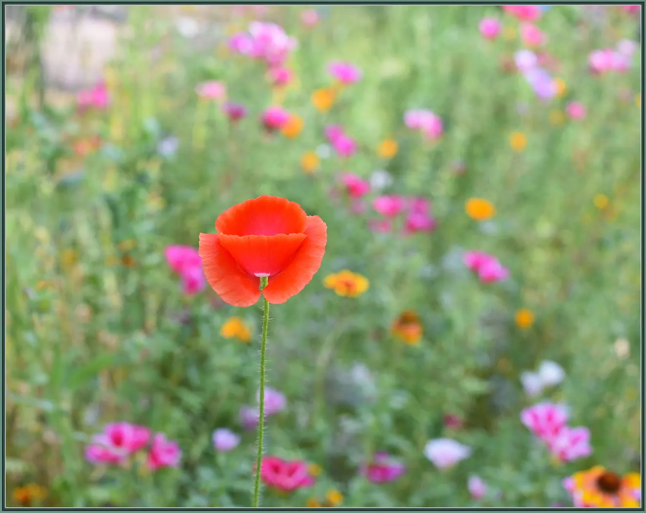 Red California Poppy (Eschscholzia Californica 'Red') — Thriving in USDA zones 5-9, this drought-tolerant perennial requires full sun and, image 20