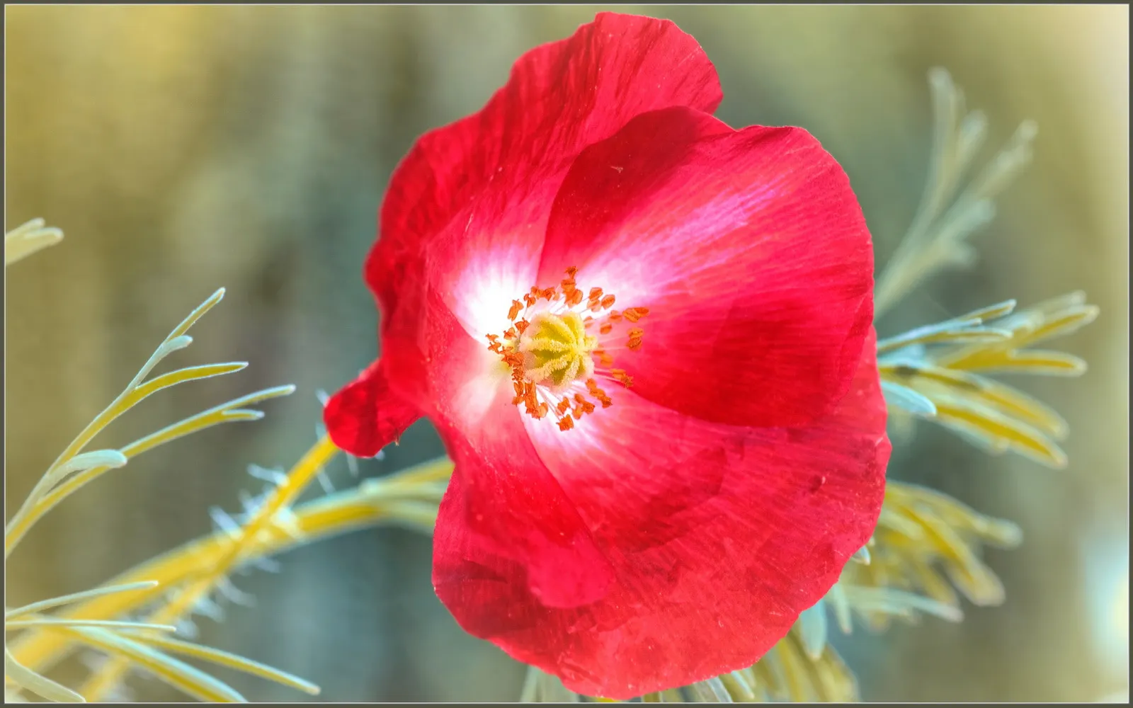 Red California Poppy (Eschscholzia Californica 'Red') — red flowers in the garden