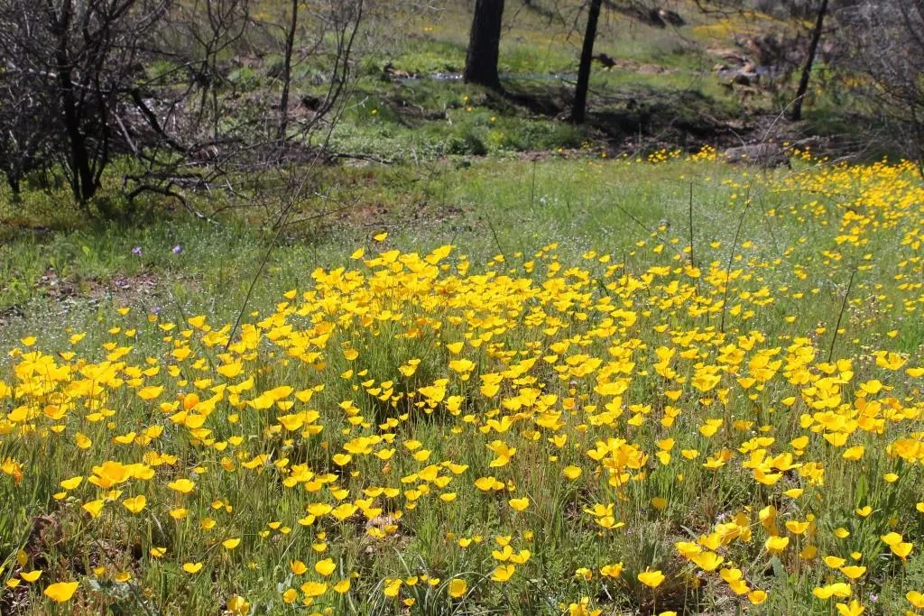 Red California Poppy (Eschscholzia Californica 'Red') — typically grows between 12 and 18 inches in height and spans an equal width