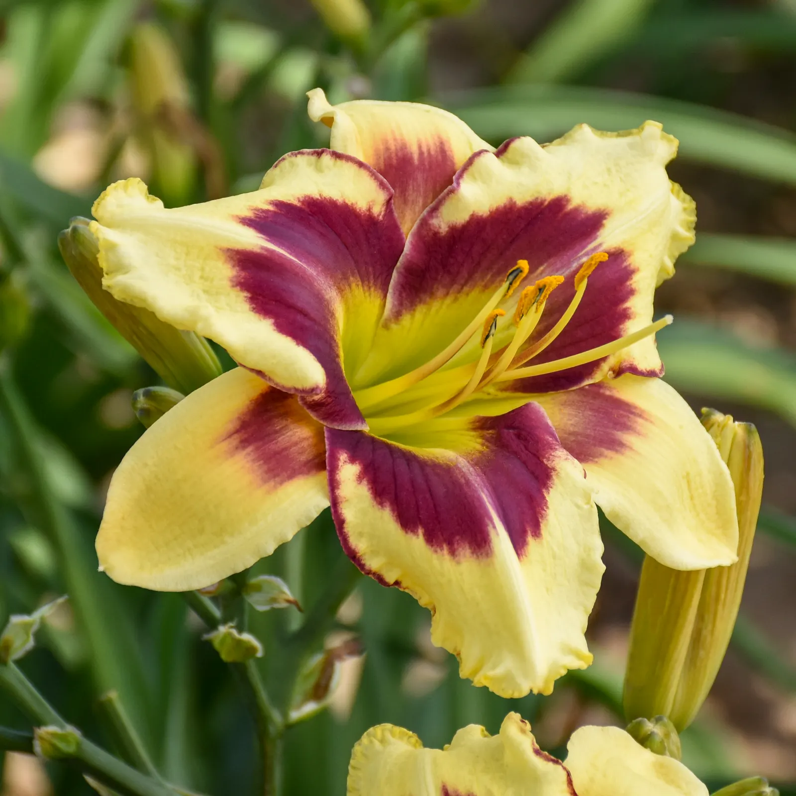 'Star of The North' Daylily (Hemerocallis hybrid) — It grows up to 34 inches tall and 18-24 inches wide