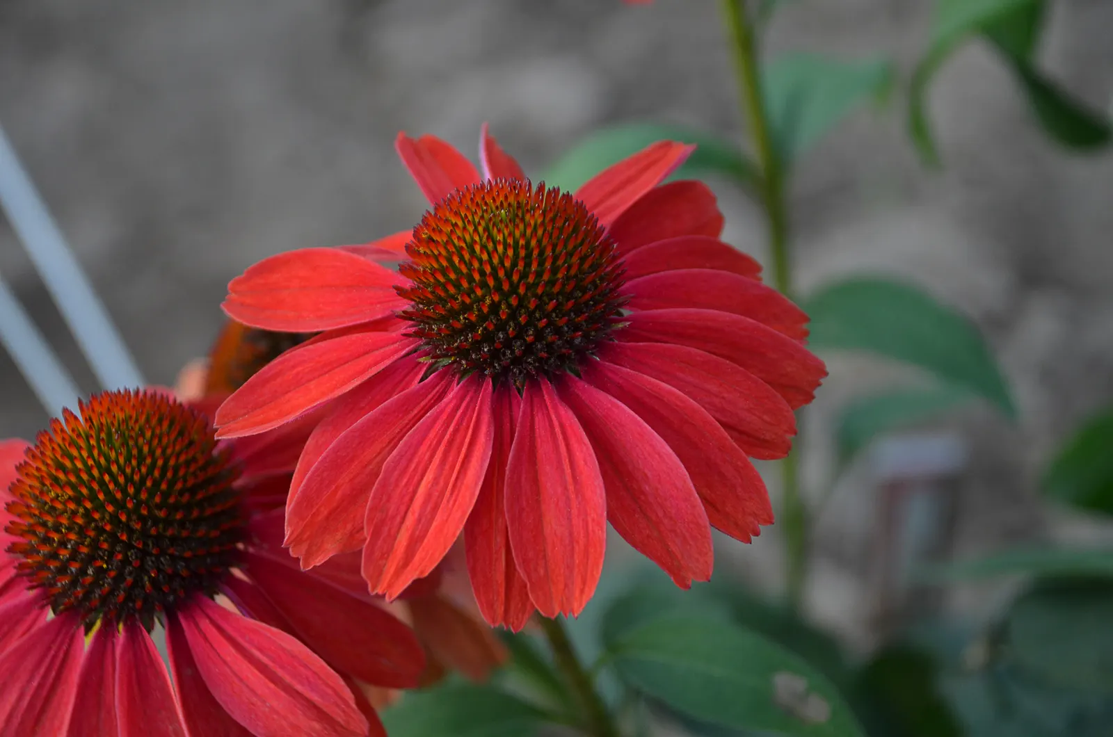 'Frankly Scarlet' Coneflower (Echinacea hybrid) — Leave the flowers intact into winter to watch birds come to eat!