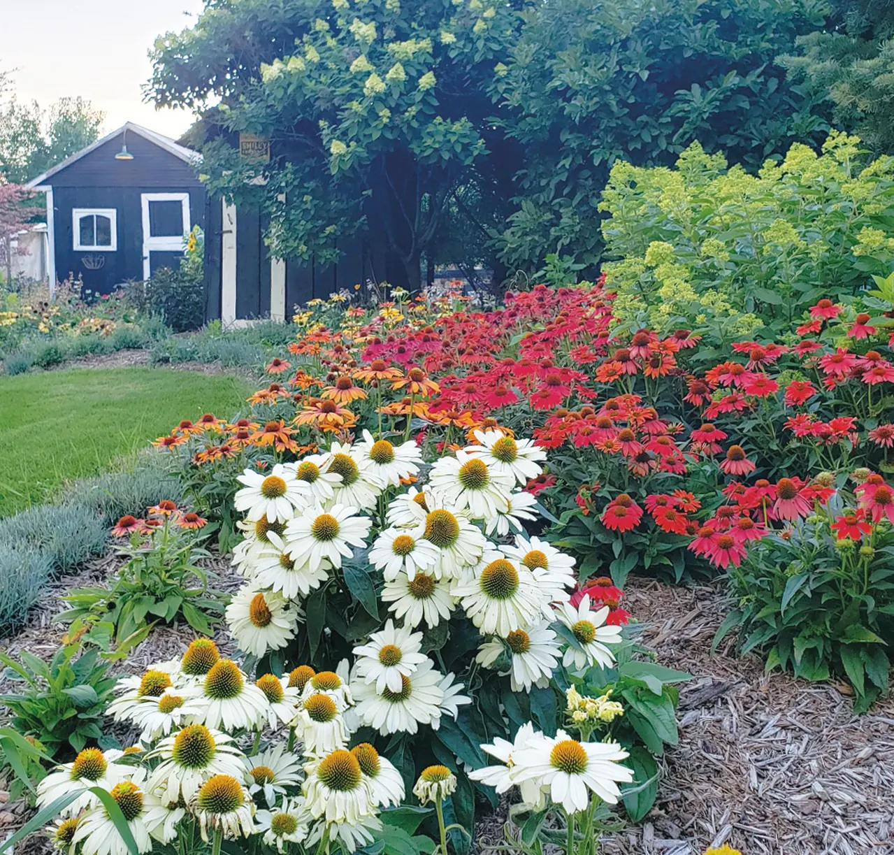 'The Fuchsia is Bright' Coneflower (Echinacea hybrid) — The Echinacea hybrid 'The Fuchsia is Bright'