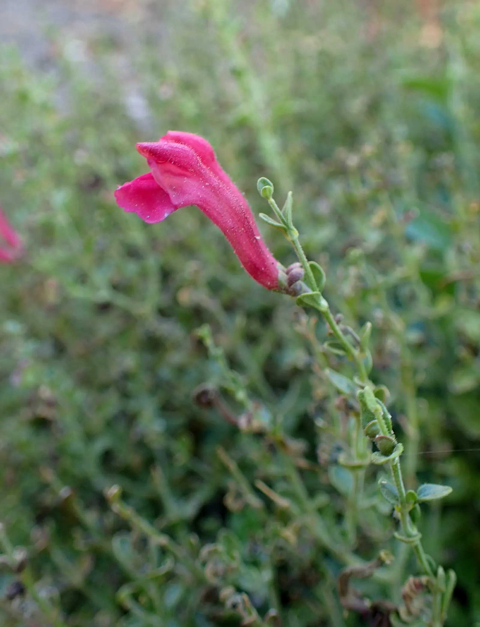 Cherry Skullcap (Scutellaria Suffrutescens) — It prefers well-drained soil and can handle full to partial sun