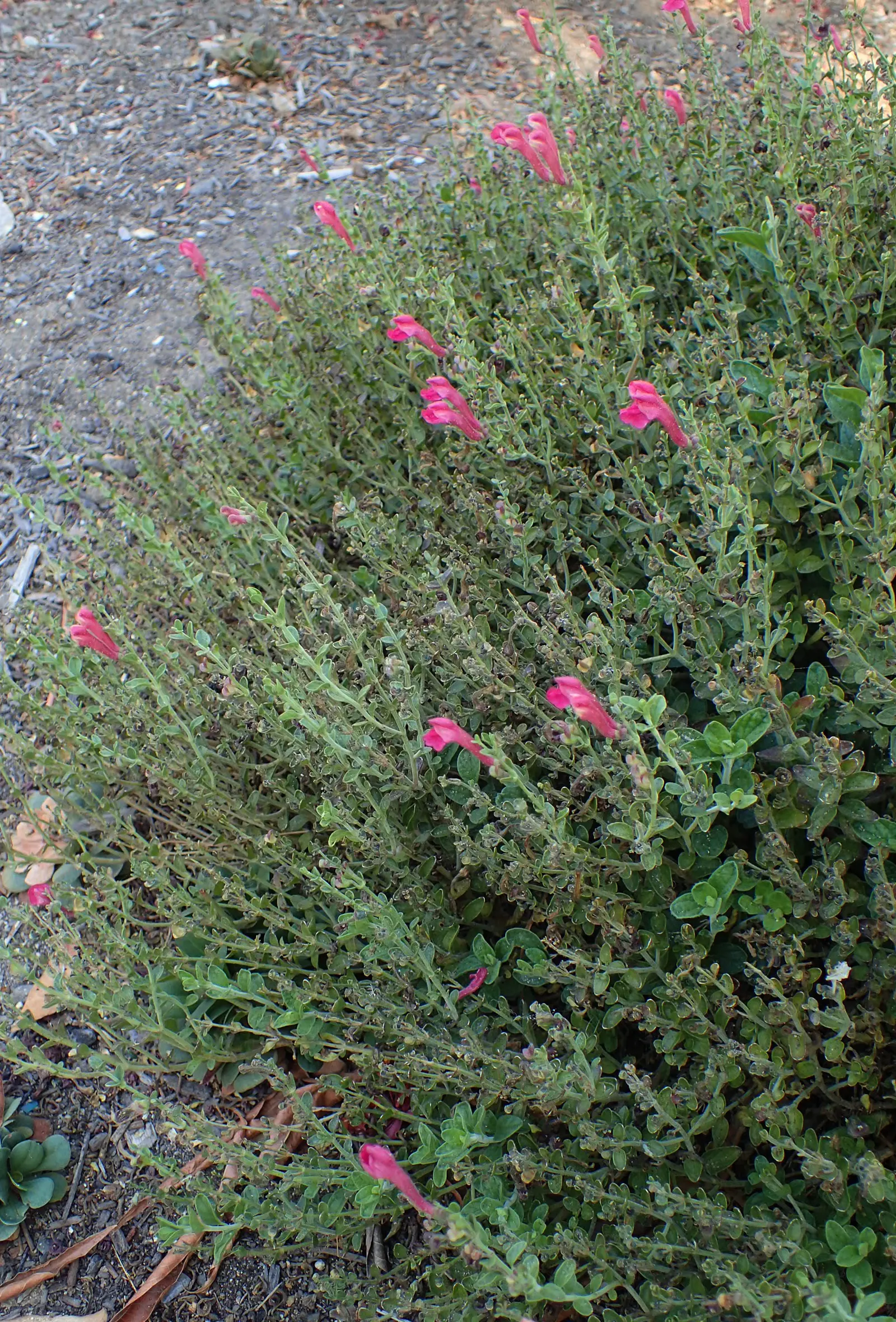 Cherry Skullcap (Scutellaria Suffrutescens) — Ideal for USDA zones 7-9, it thrives in full sun to partial shade and prefers well-drained soils