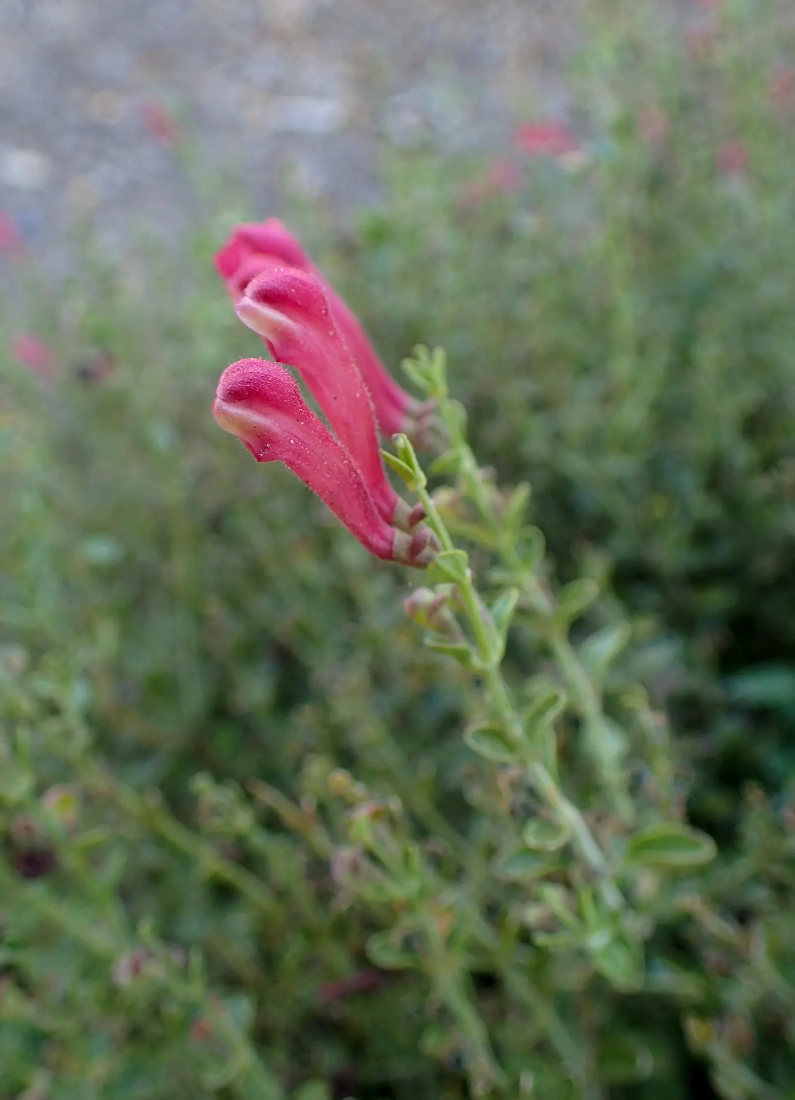 Cherry Skullcap (Scutellaria Suffrutescens) — some afternoon shade is beneficial.<br><br>Given its low maintenance nature