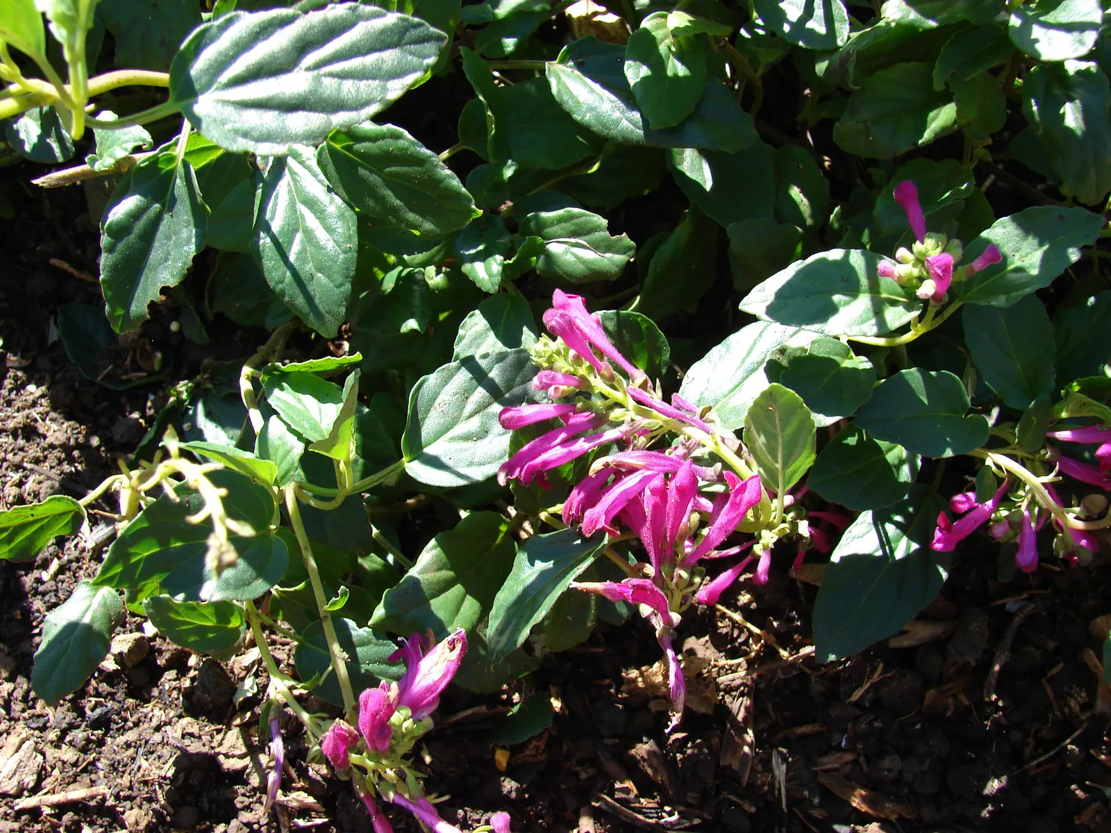 Cherry Skullcap (Scutellaria Suffrutescens) — perennial addition to your landscape