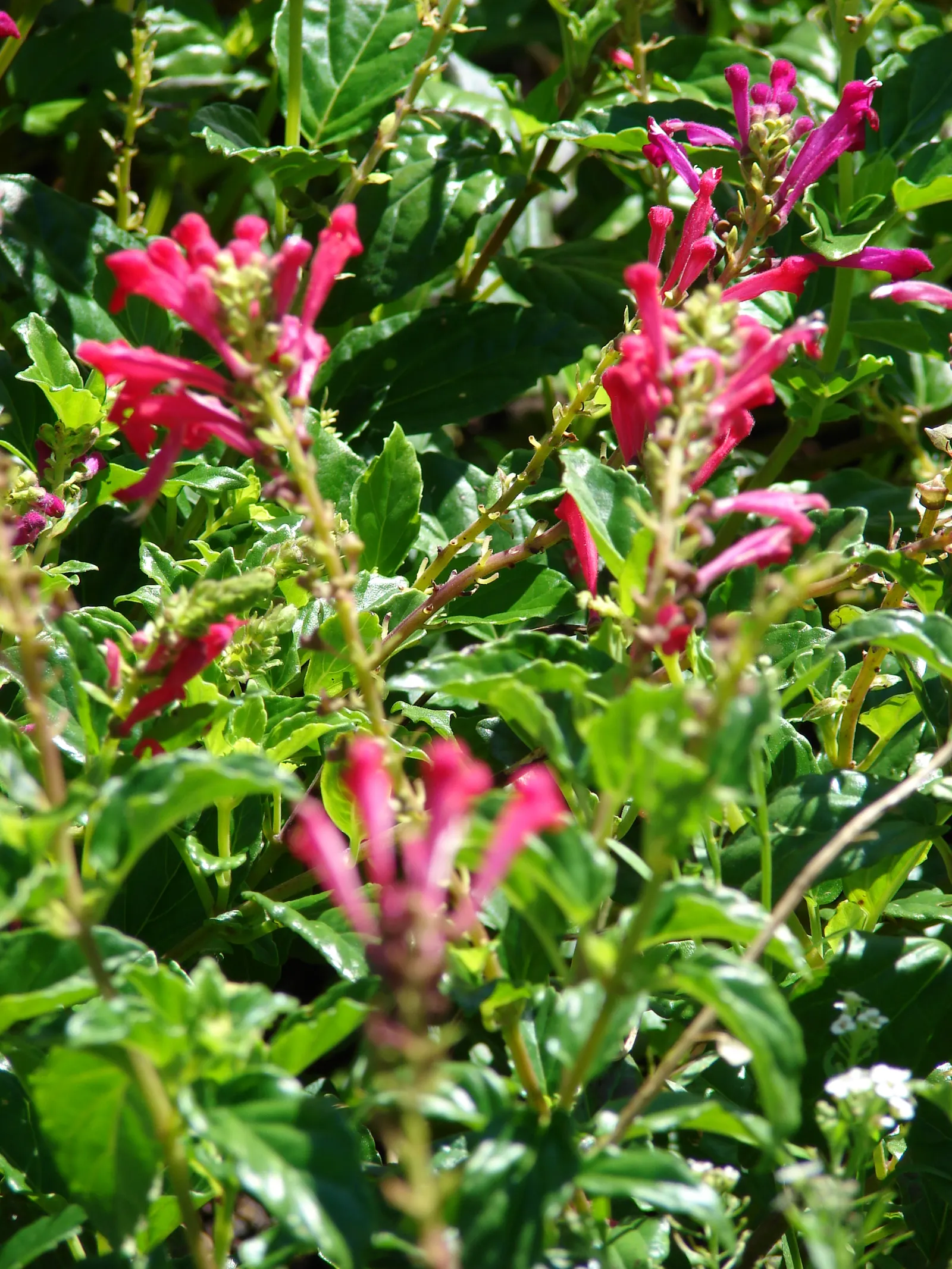 Cherry Skullcap (Scutellaria Suffrutescens) — this hardy plant requires minimal watering