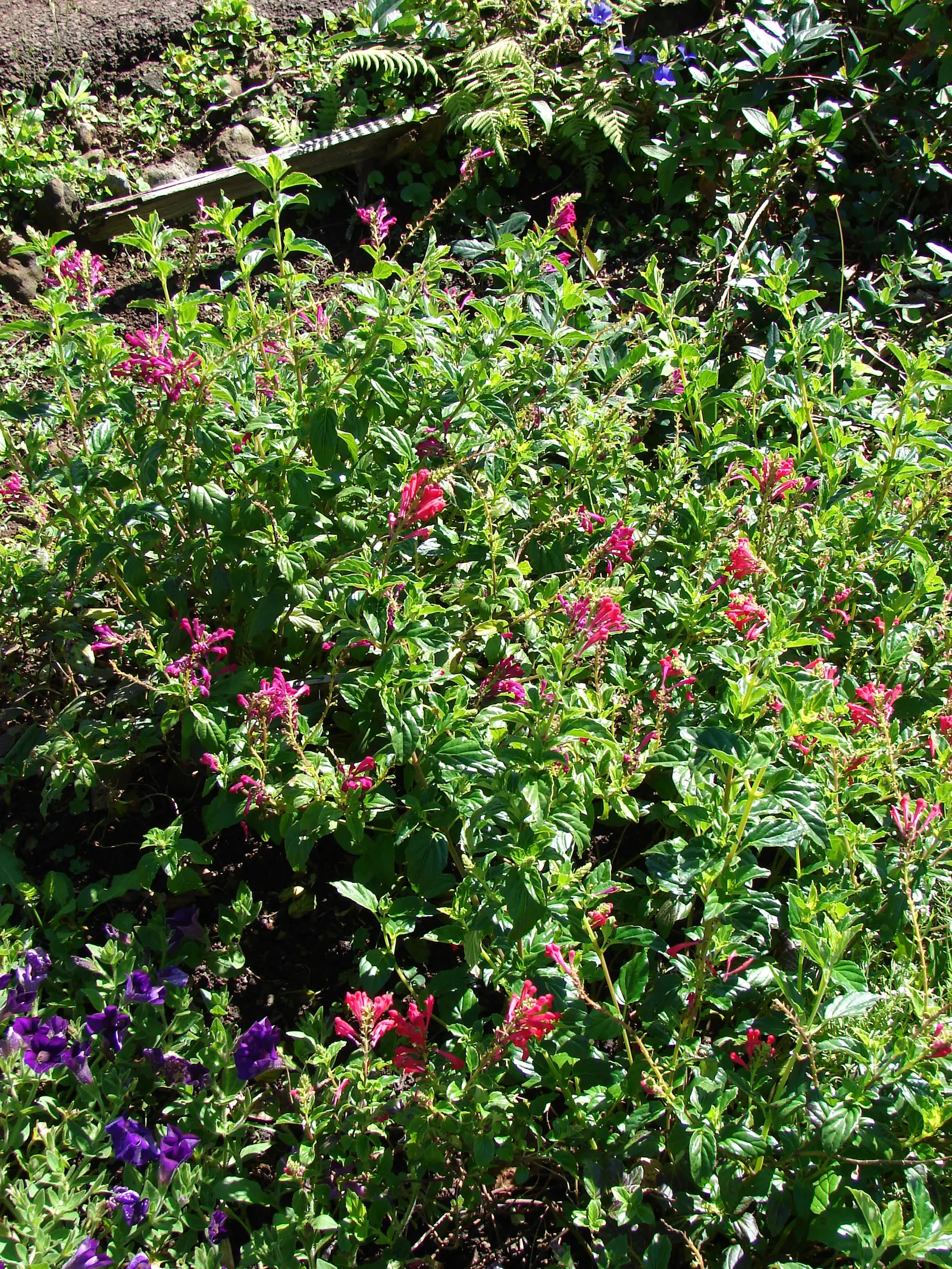 Cherry Skullcap (Scutellaria Suffrutescens) — The Cherry Skullcap (Scutellaria suffrutescens)