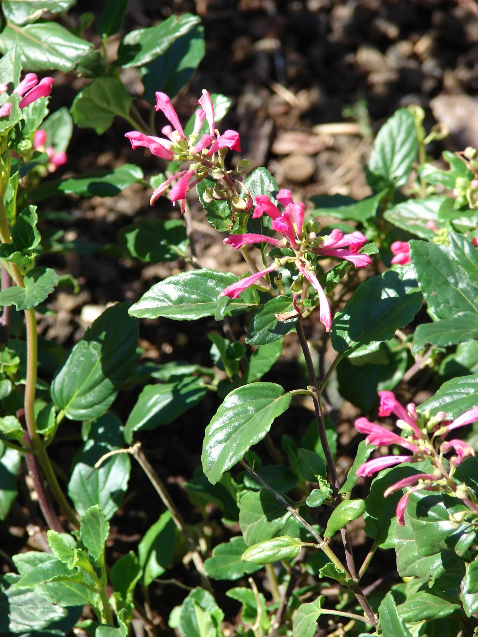 Cherry Skullcap (Scutellaria Suffrutescens) — withstanding the challenges of hot summers