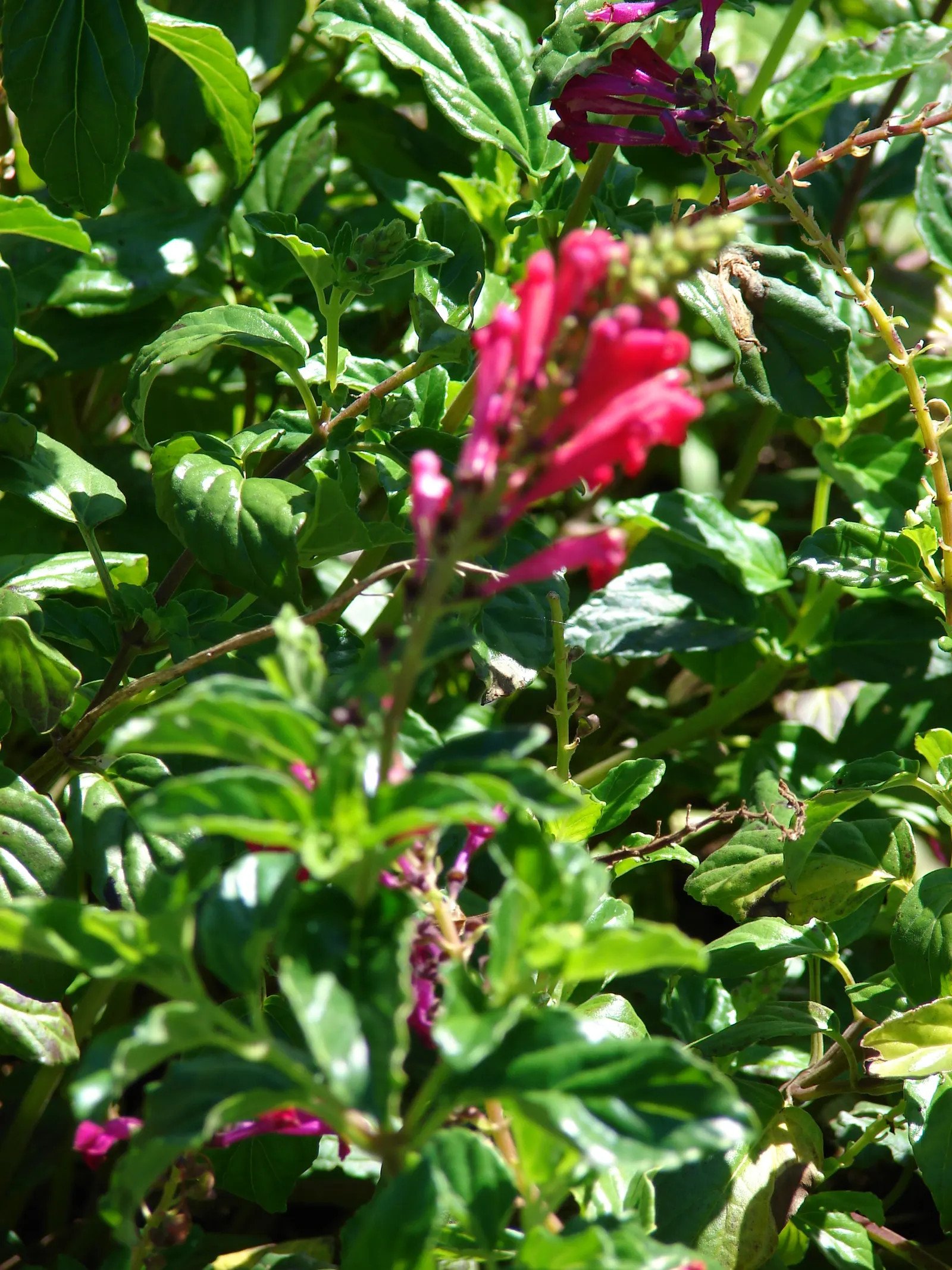 Cherry Skullcap (Scutellaria Suffrutescens) — offering a long-lasting display of tubular flowers that attract pollinators