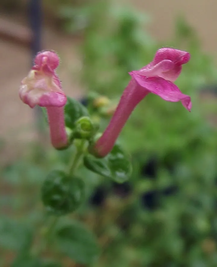 Cherry Skullcap (Scutellaria Suffrutescens) — As ideal ground cover or an accent in rock gardens