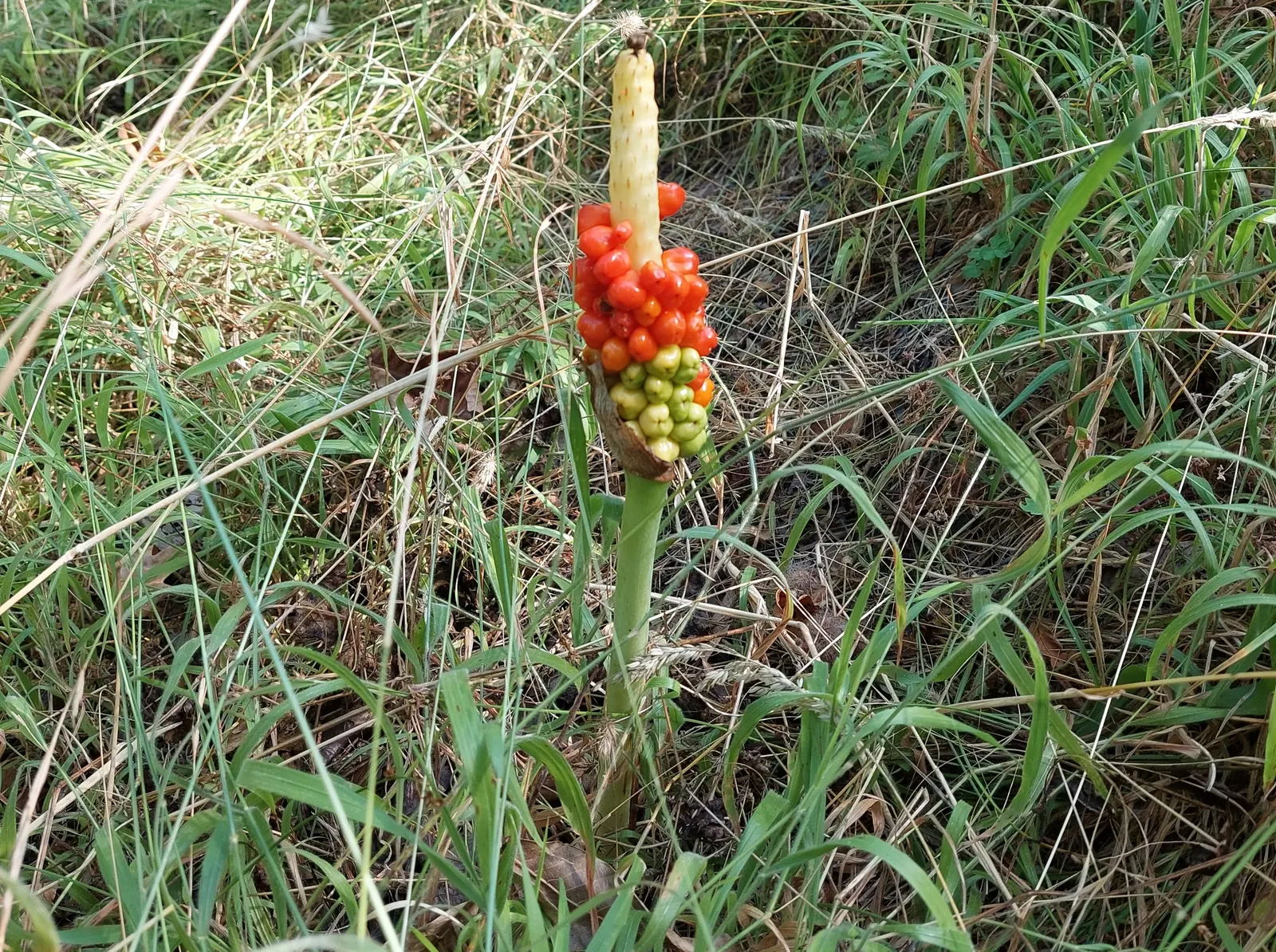 Dragon Lilly (Dracunculus Vulgaris) — commonly known as Dragon Lily or Voodoo Lily; perennial for full or half, image 53