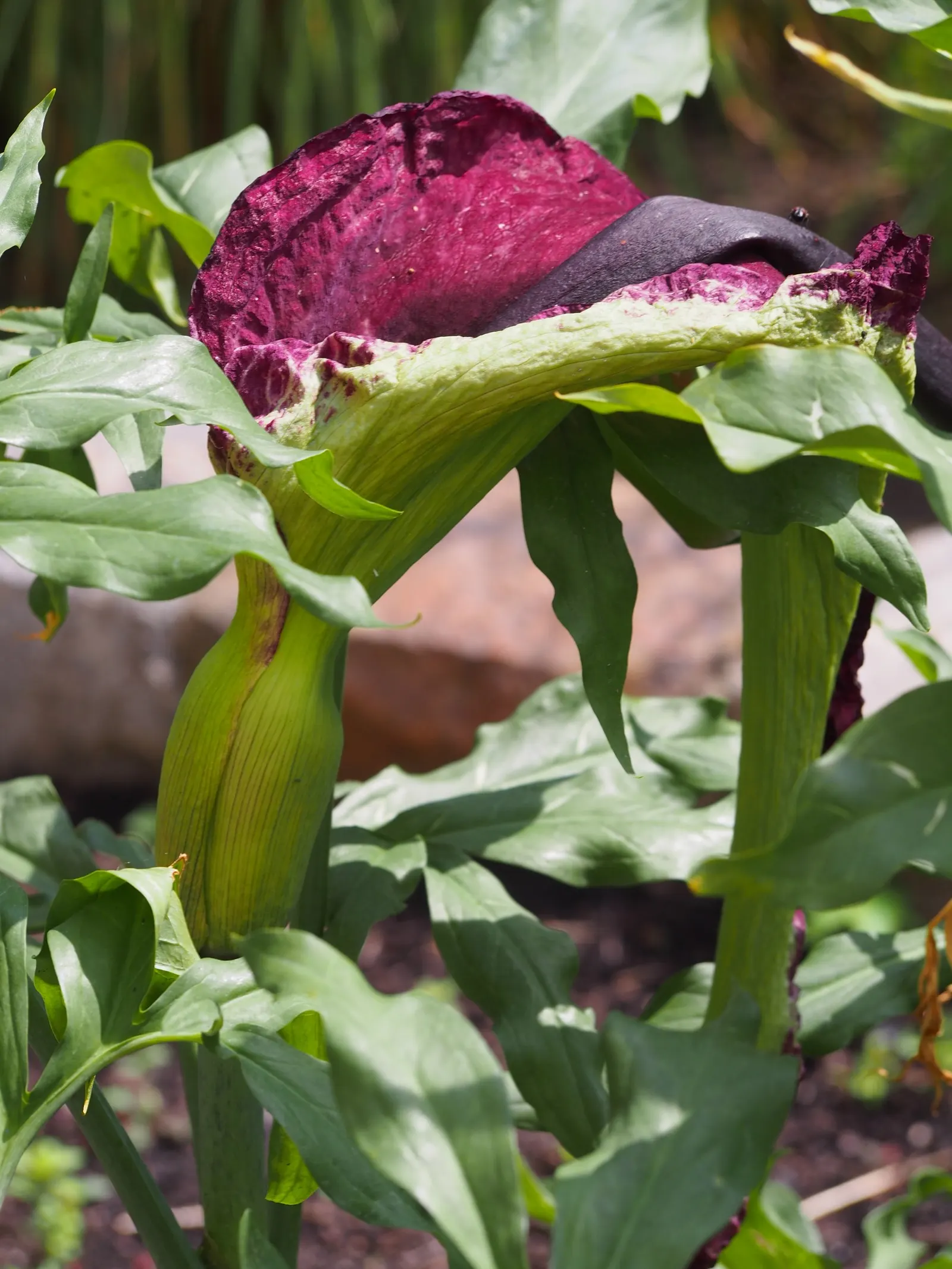 Dragon Lilly (Dracunculus Vulgaris) — usually in late spring to early summer