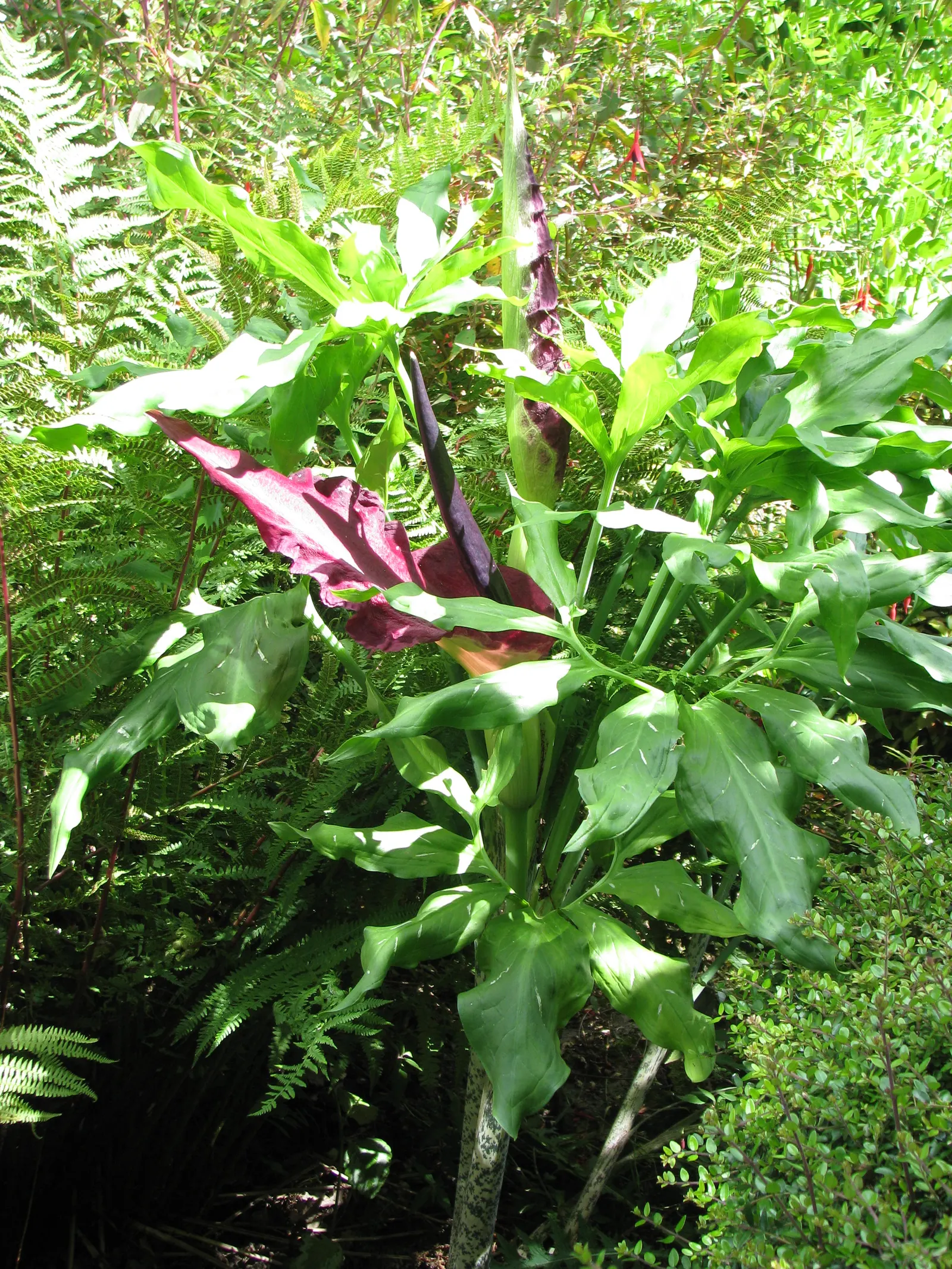 Dragon Lilly (Dracunculus Vulgaris) — which can reach up to 2 feet in height