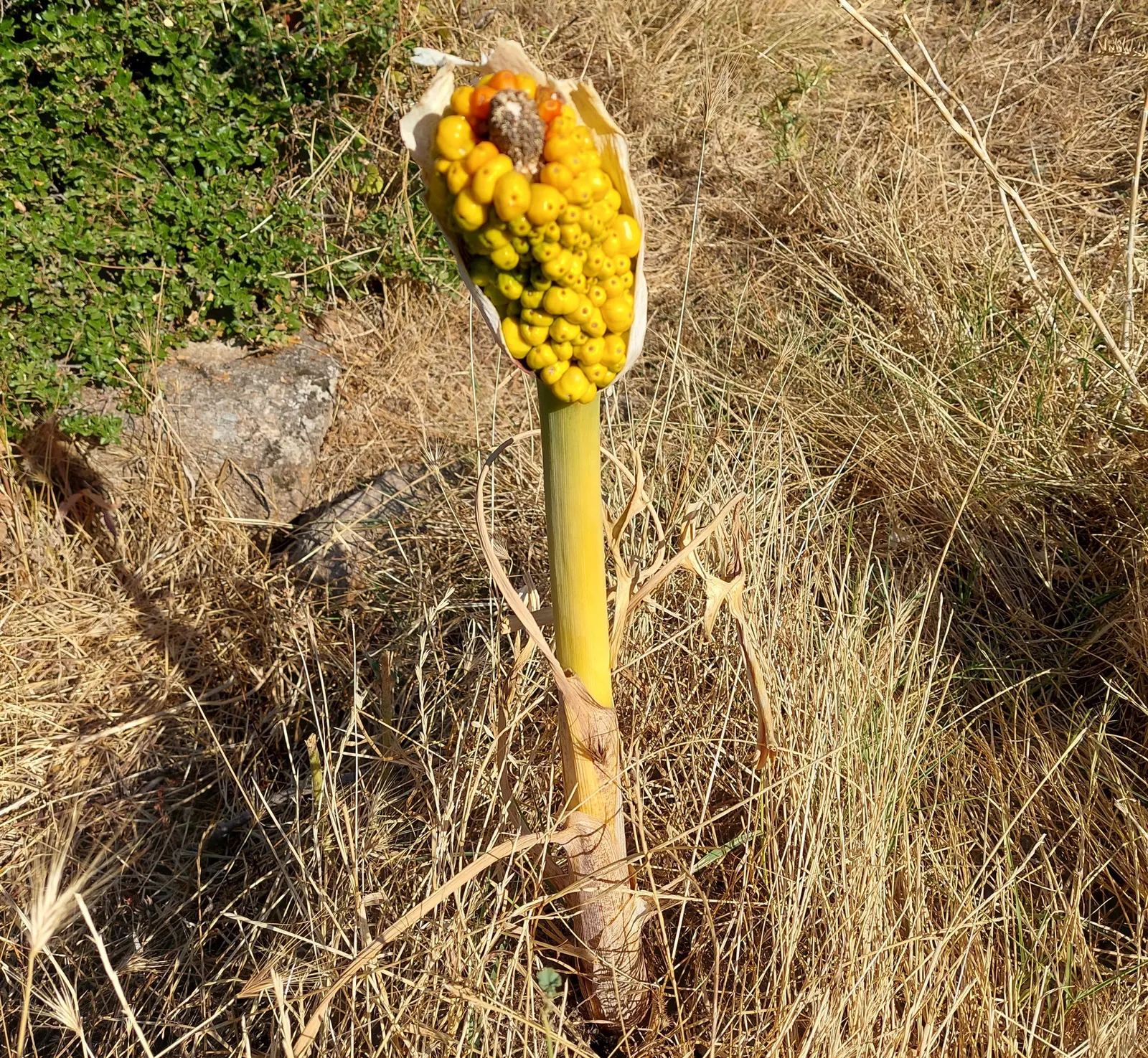 Dragon Lilly (Dracunculus Vulgaris) — the Dragon Lily is fairly low-maintenance; dragon Lilies prefer full sun to partial shade and thrive in well-drained soil