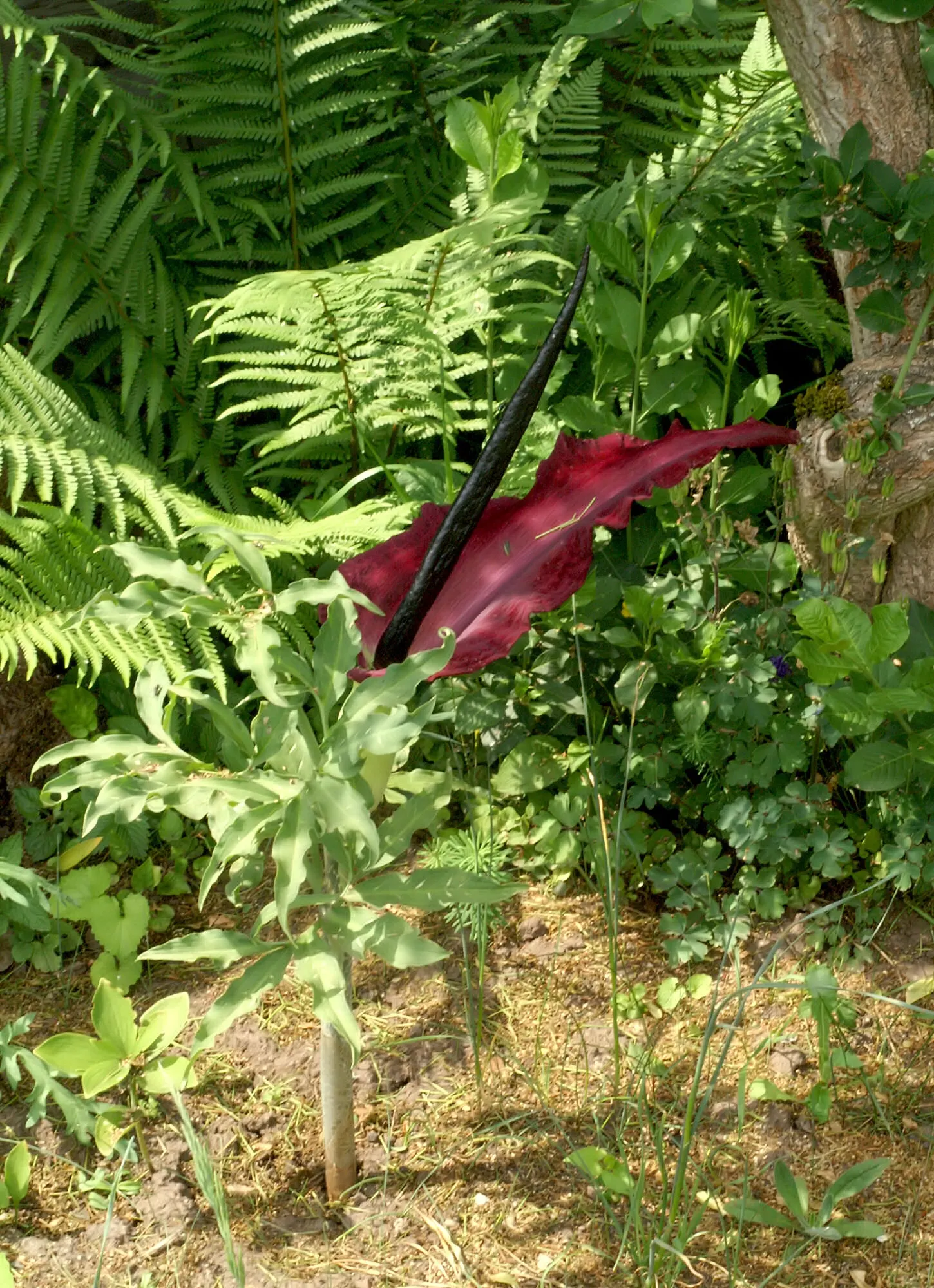 Dragon Lilly (Dracunculus Vulgaris) — The plant spreads slowly via underground corms