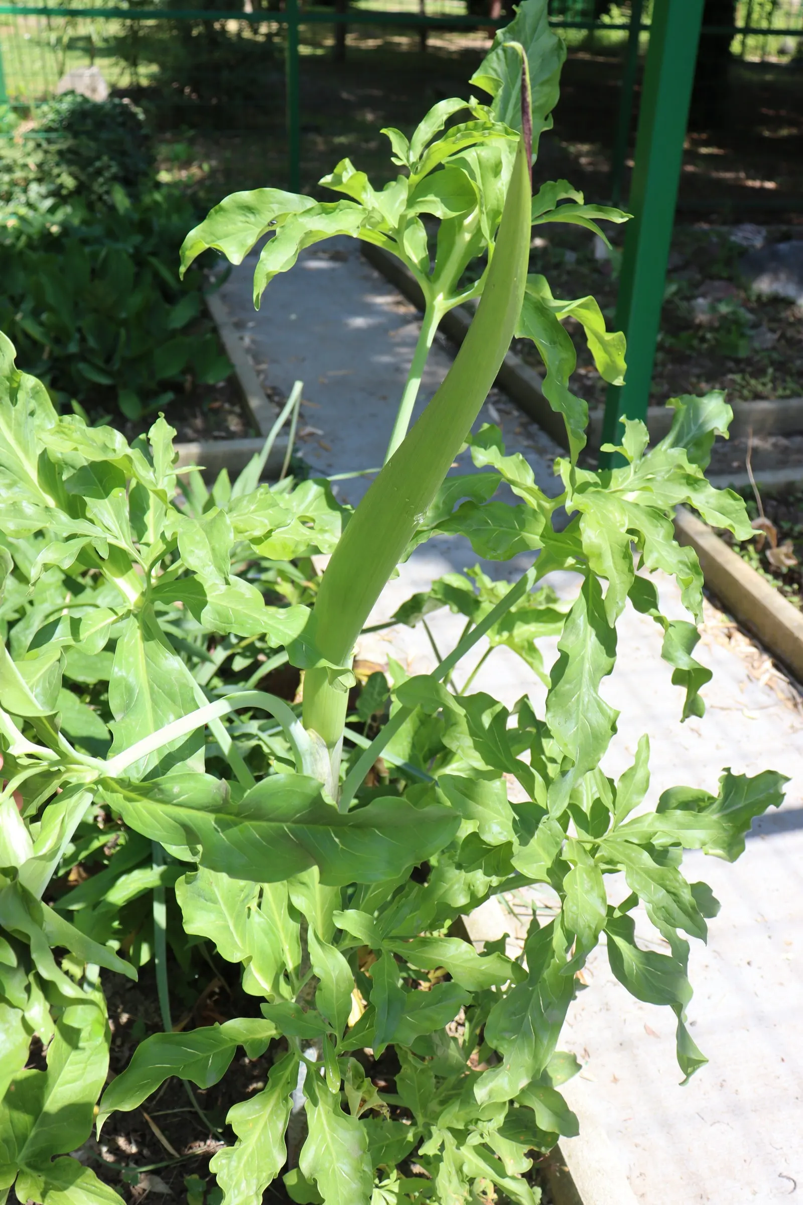 Dragon Lilly (Dracunculus Vulgaris) — somewhat unpleasant odor when in bloom