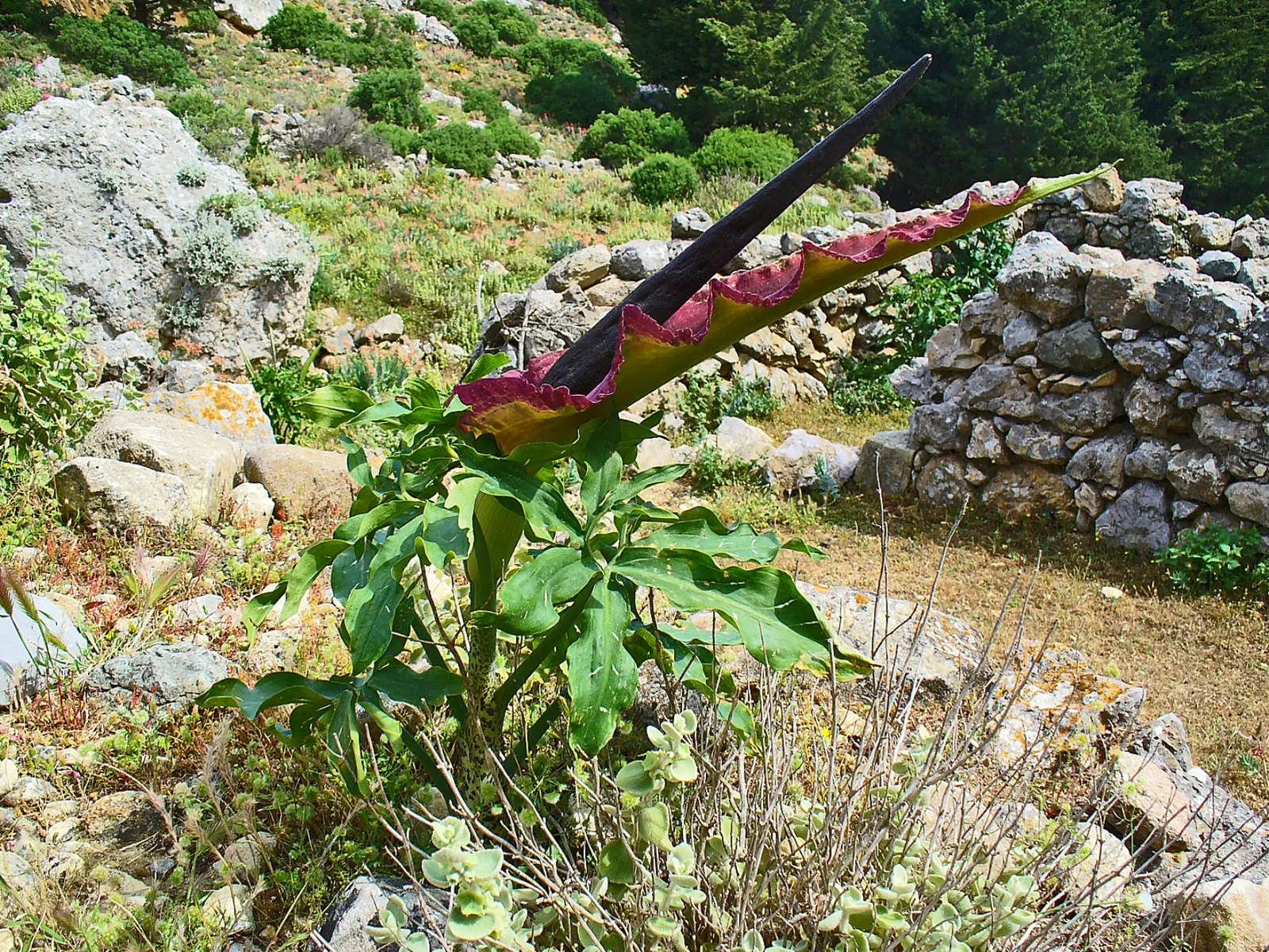 Dragon Lilly (Dracunculus Vulgaris) — giving it a dragon-like aesthetic, image 58