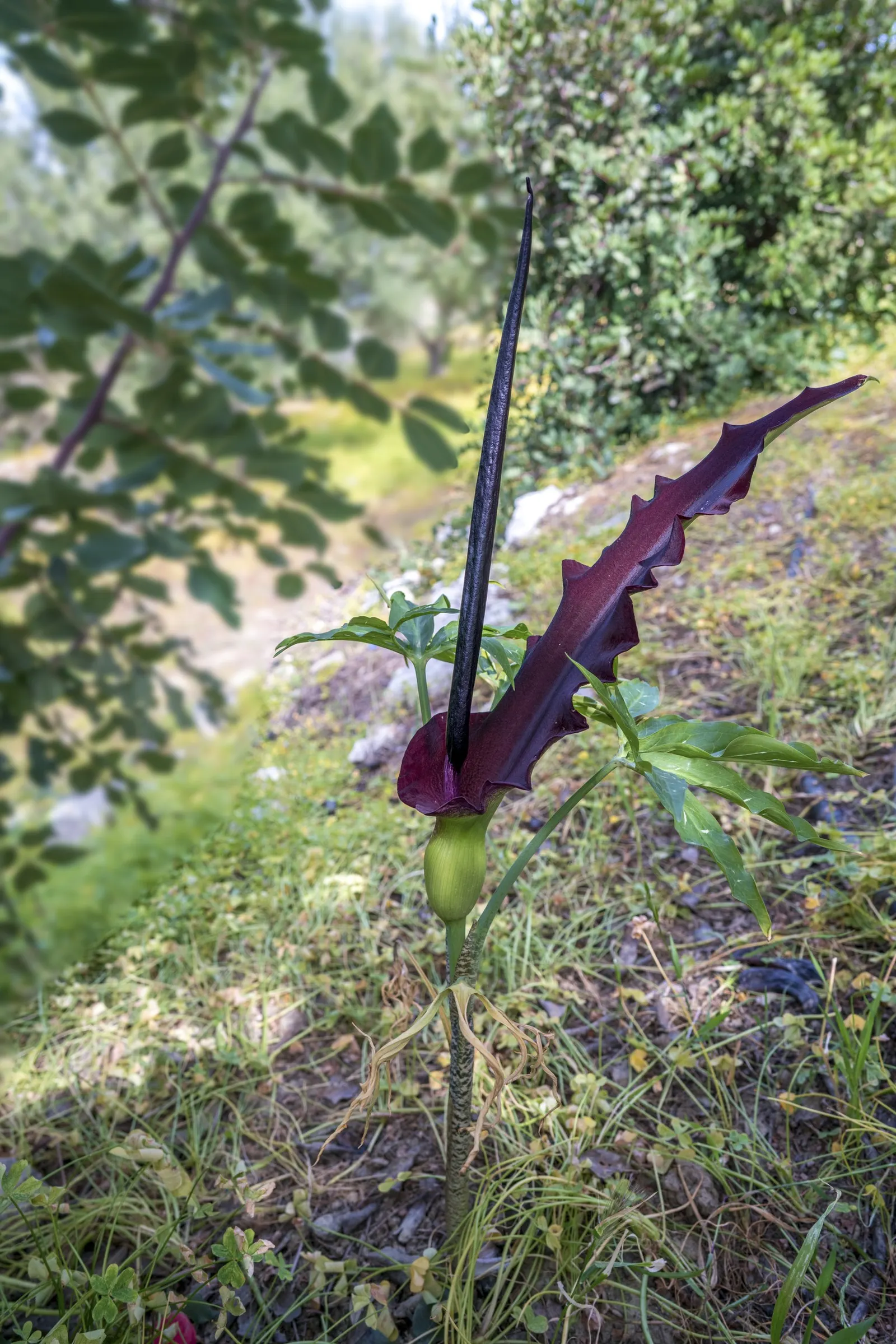 Dragon Lilly (Dracunculus Vulgaris) — This perennial's spathe wraps around a spadix, giving off a potent aroma to attract pollinators; and less, image 49