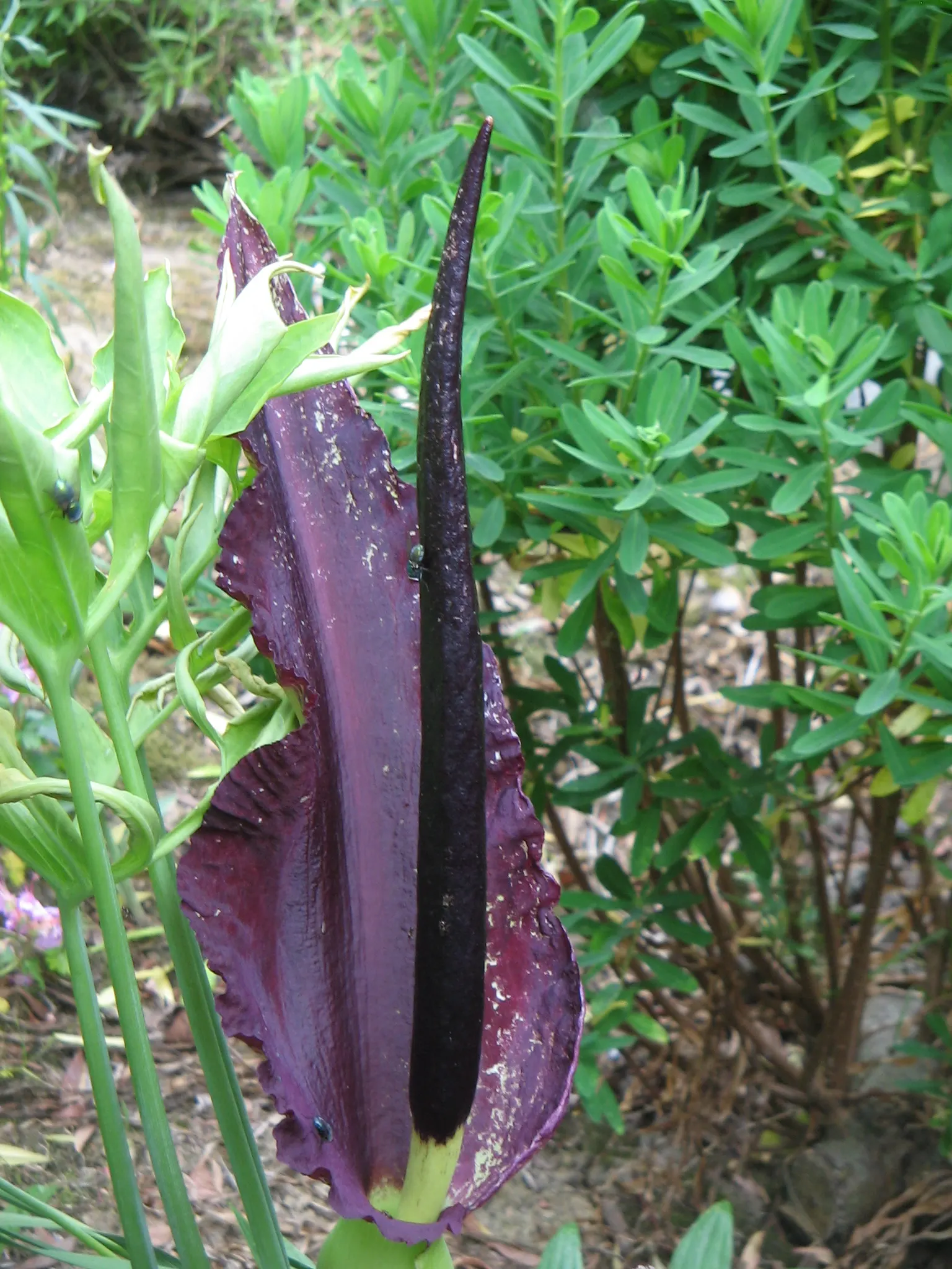 Dragon Lilly (Dracunculus Vulgaris) — This perennial's spathe wraps around a spadix, giving off a potent aroma to attract pollinators; and less frequent once