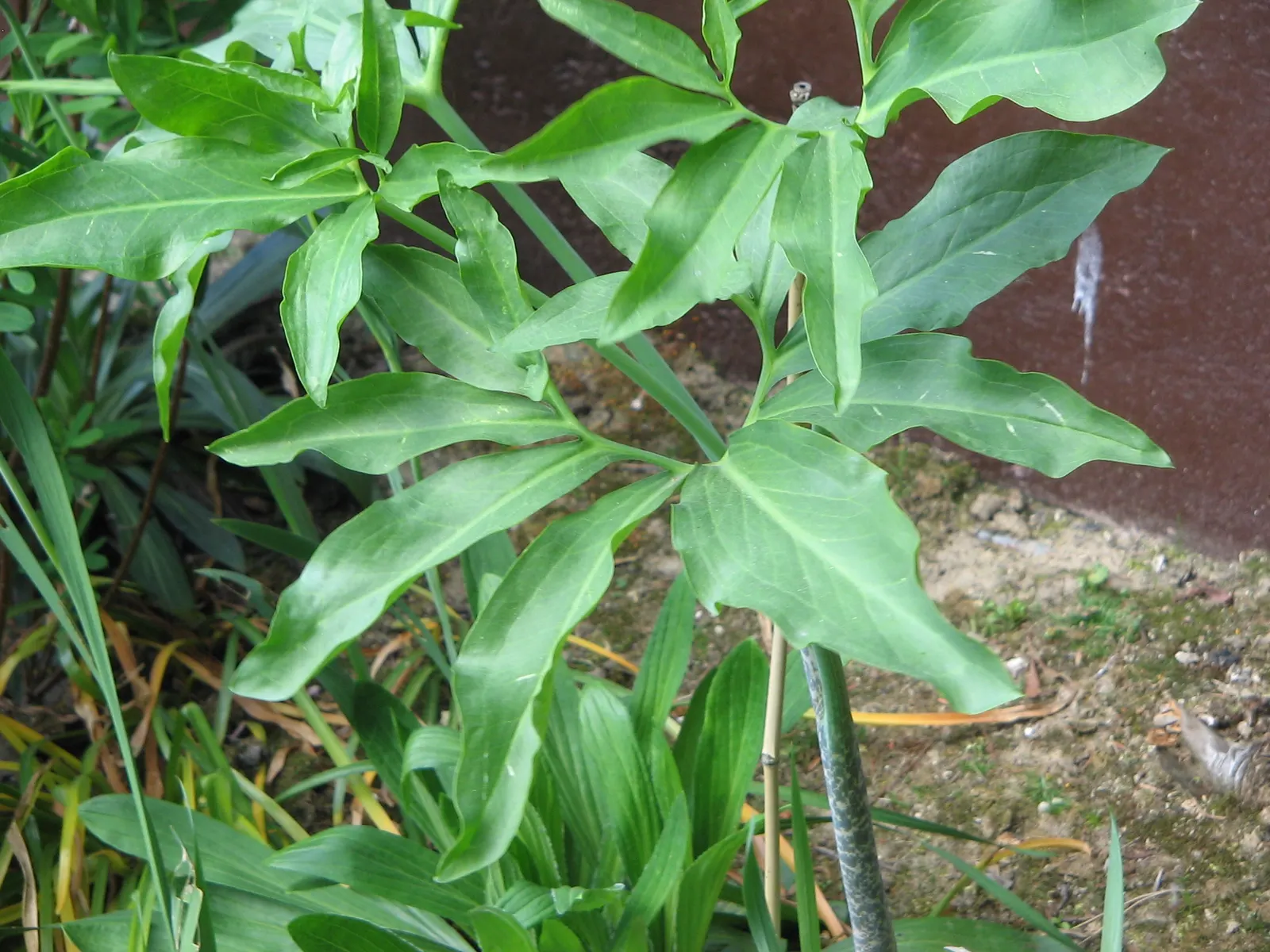 Dragon Lilly (Dracunculus Vulgaris) — This perennial's spathe wraps around a spadix, giving off a potent aroma to attract pollinators