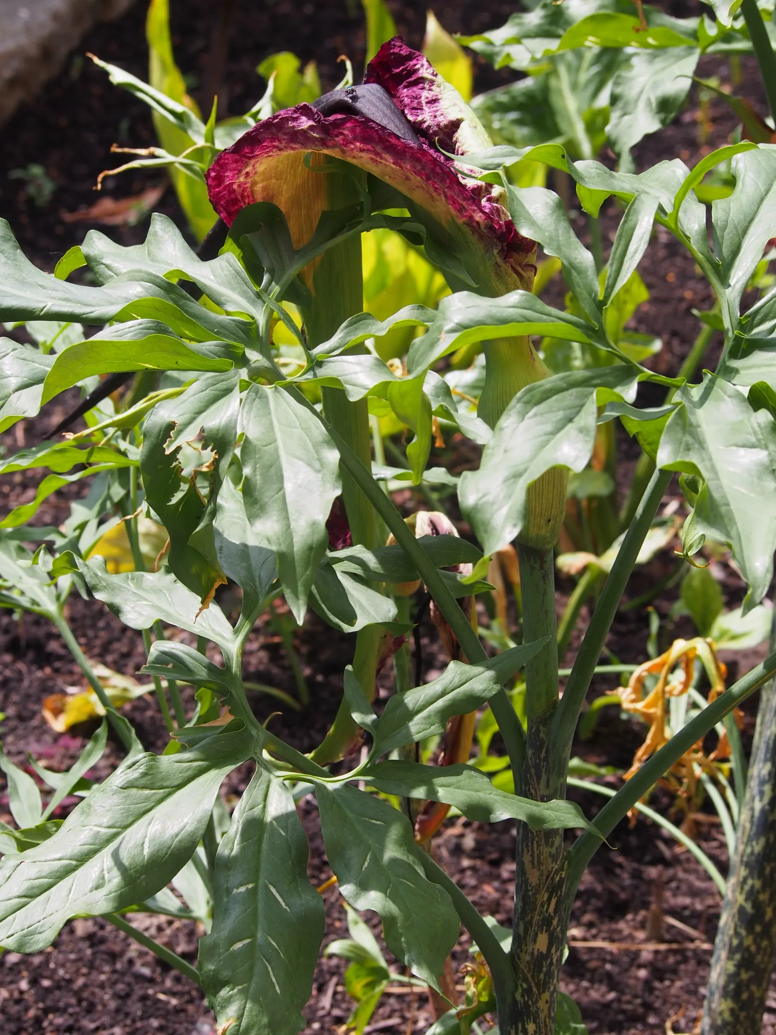 Dragon Lilly (Dracunculus Vulgaris) — somewhat unpleasant odor when in bloom; it provides a strong visual impact.<br><br>In terms of growth requirements
