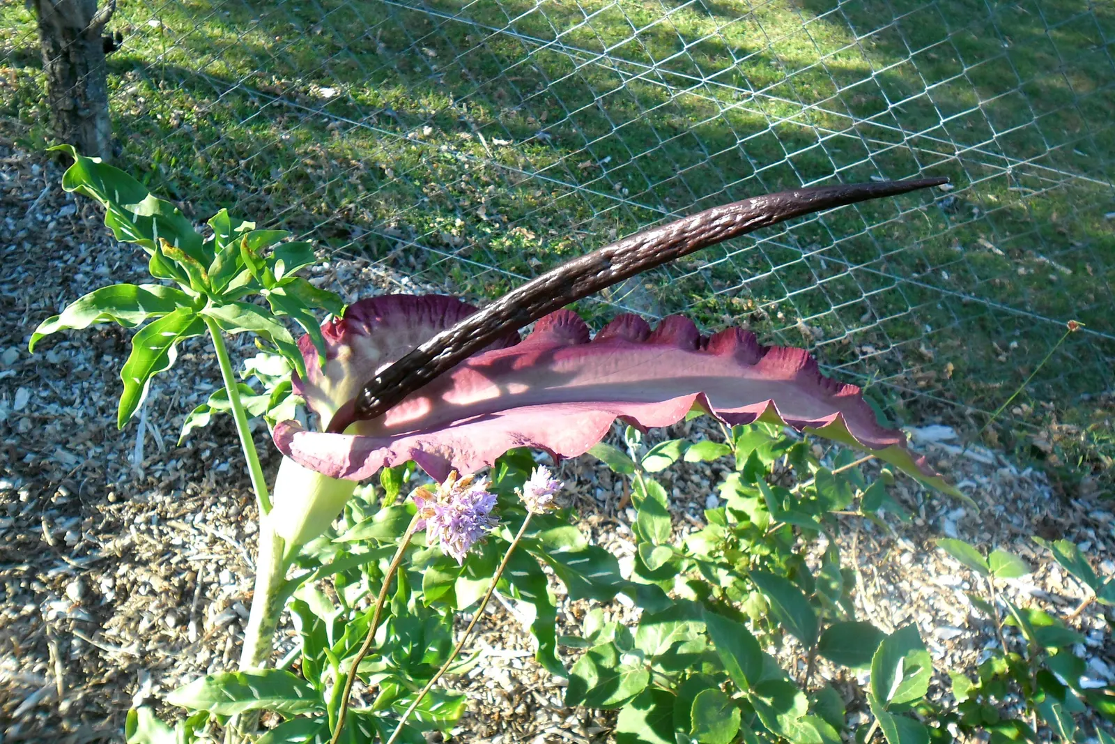 Dragon Lilly (Dracunculus Vulgaris) — singular maroon bloom that can reach up to 20 inches in height