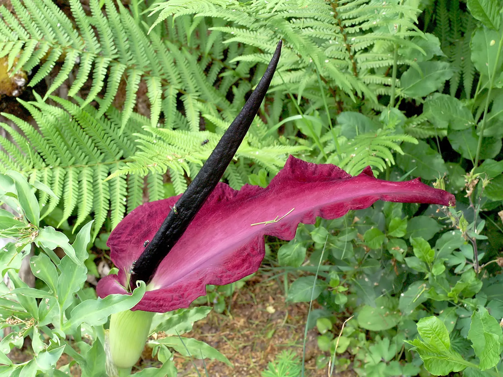 Dragon Lilly (Dracunculus Vulgaris) — giving it a dragon-like aesthetic