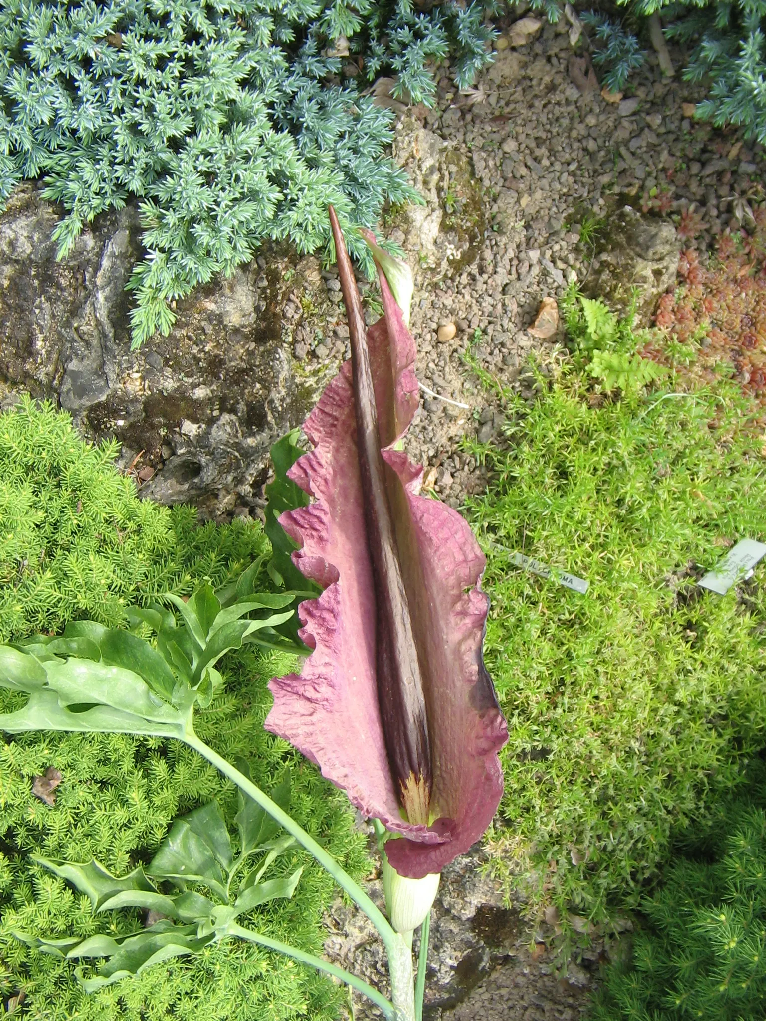 Dragon Lilly (Dracunculus Vulgaris) — The plant spreads slowly via underground corms; somewhat unpleasant odor when in bloom, image 51