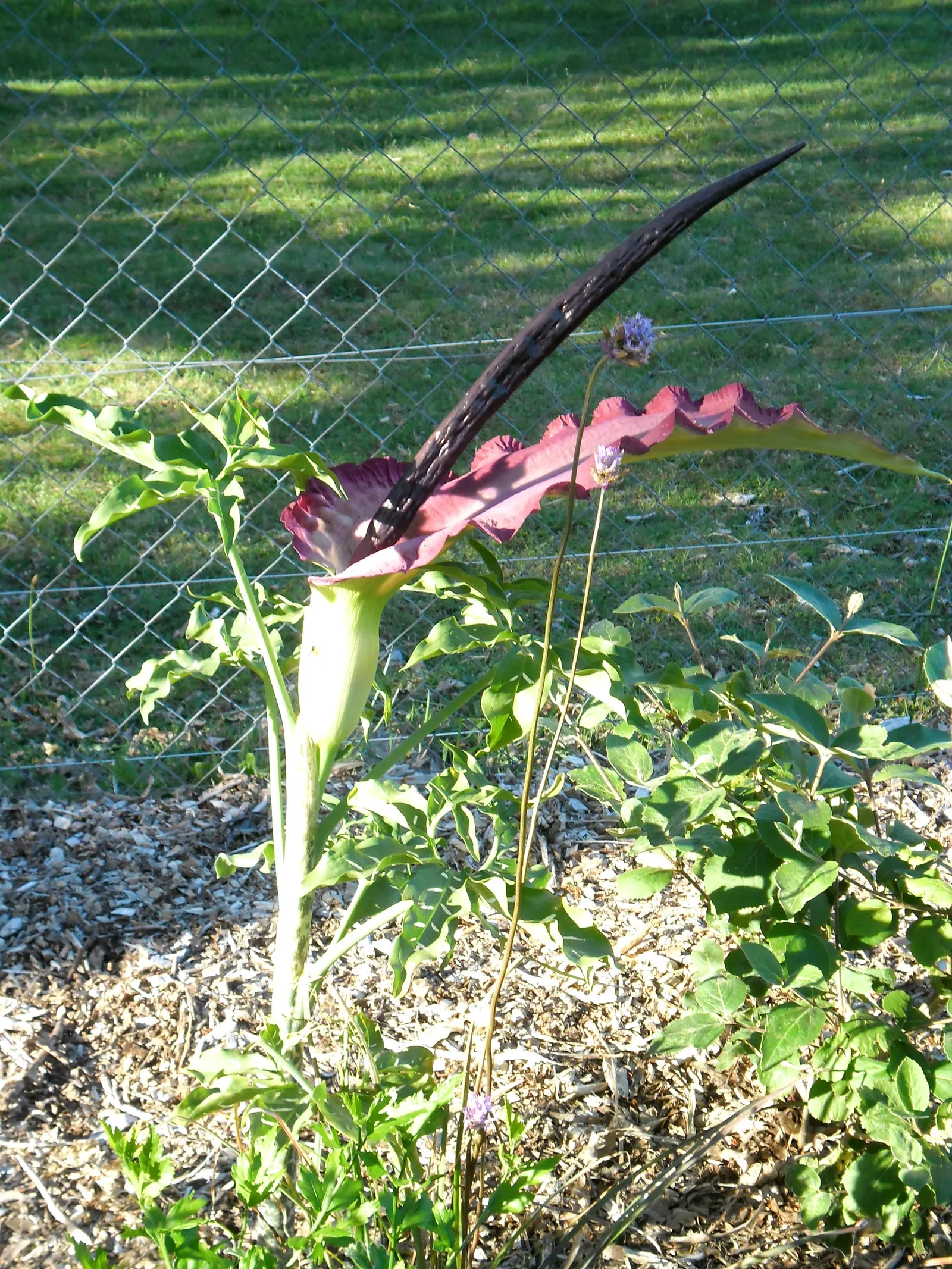 Dragon Lilly (Dracunculus Vulgaris) — and less frequent once the plant has gone dormant in the fall; is a striking and unusual perennial that makes a bold