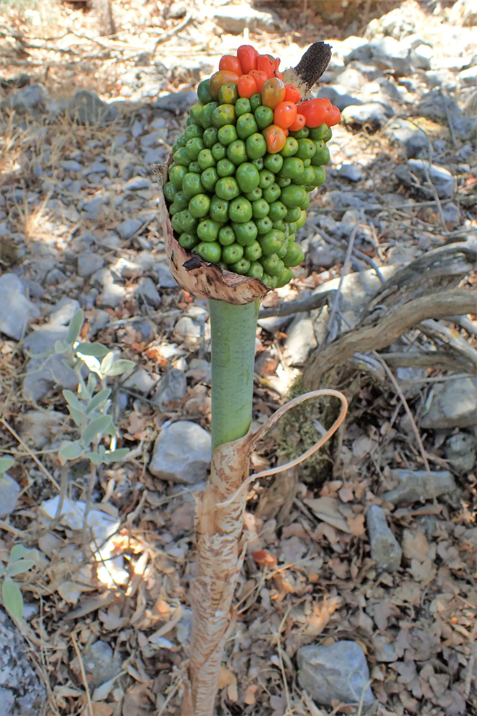 Dragon Lilly (Dracunculus Vulgaris) — is a striking and unusual perennial that makes a bold statement in any landscape design; commonly known as Dragon Lily or