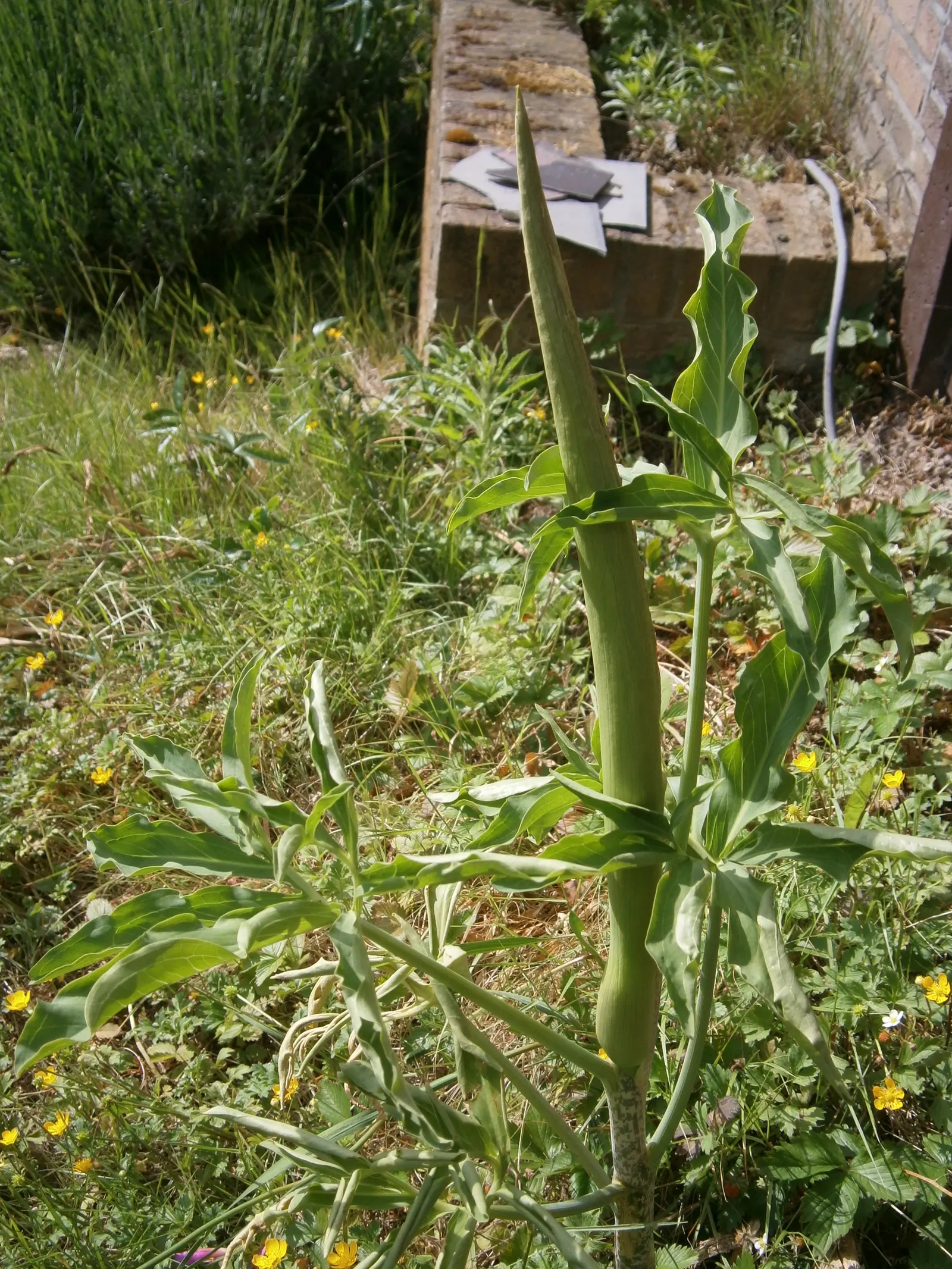 Dragon Lilly (Dracunculus Vulgaris) — However, gardeners should be cautious of its sap, which can be irritating to the skin; perennial with purple and red