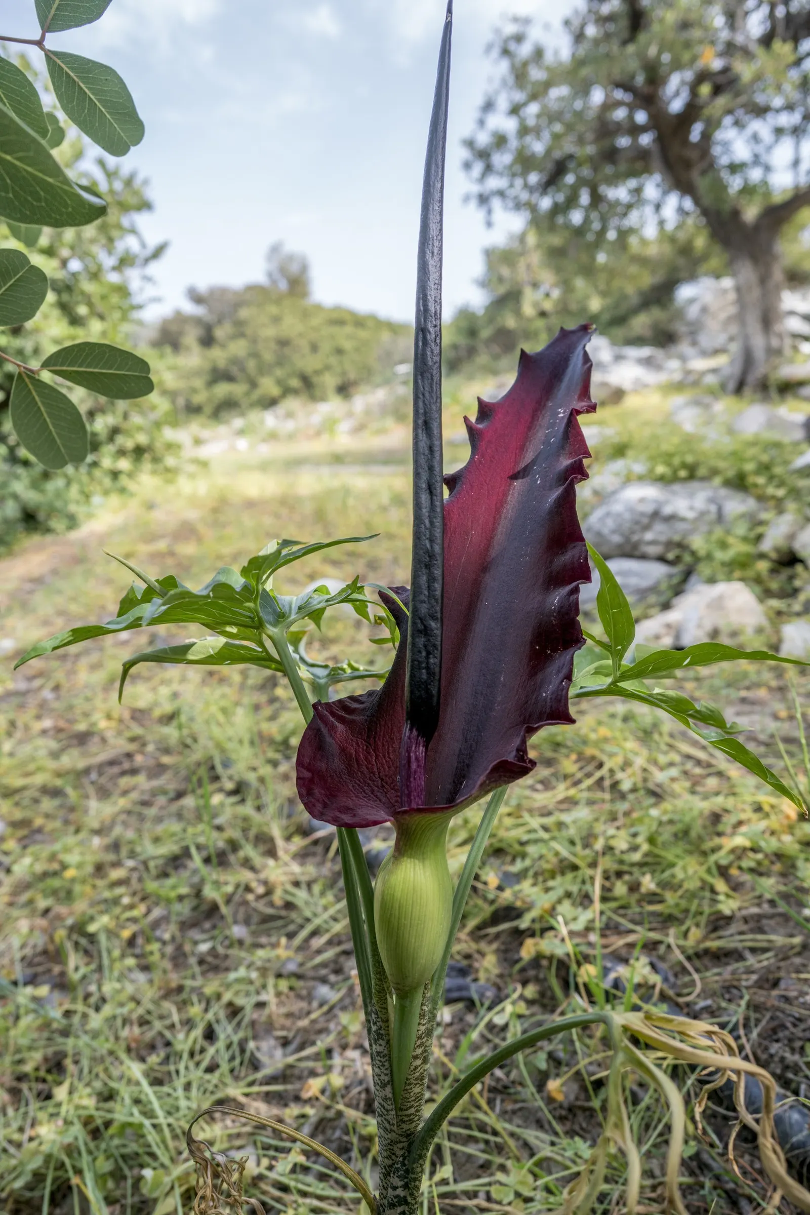 Dragon Lilly (Dracunculus Vulgaris) — giving it a dragon-like aesthetic, image 35