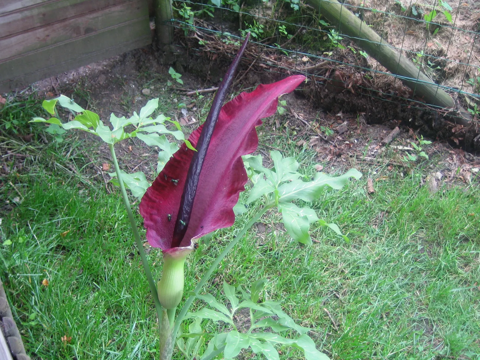 Dragon Lilly (Dracunculus Vulgaris) — perennial for full or half; however, gardeners should be cautious of its sap, which can be irritating to the skin