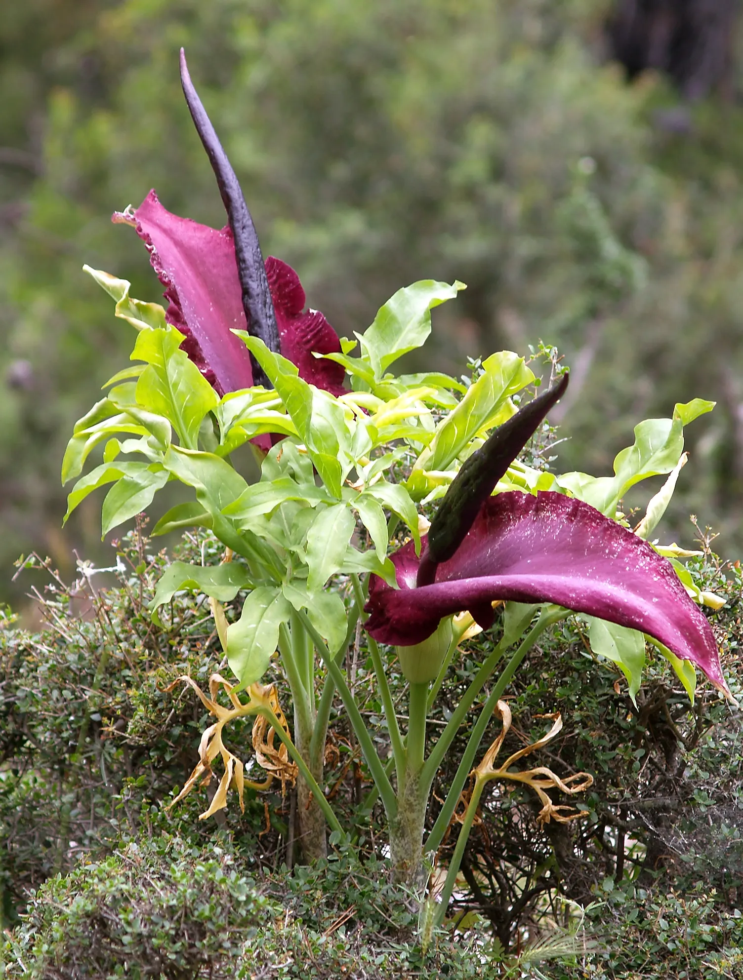 Dragon Lilly (Dracunculus Vulgaris) — somewhat unpleasant odor when in bloom; it provides a strong visual impact.<br><br>In terms of growth, image 55