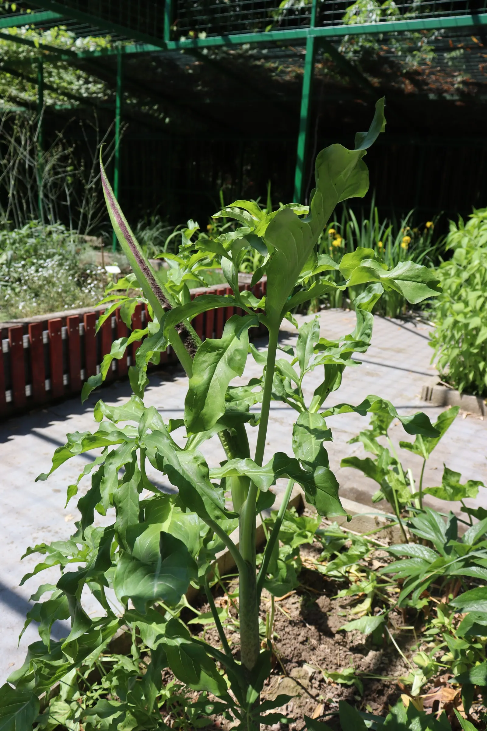 Dragon Lilly (Dracunculus Vulgaris) — However, gardeners should be cautious of its sap, which can be irritating to the skin