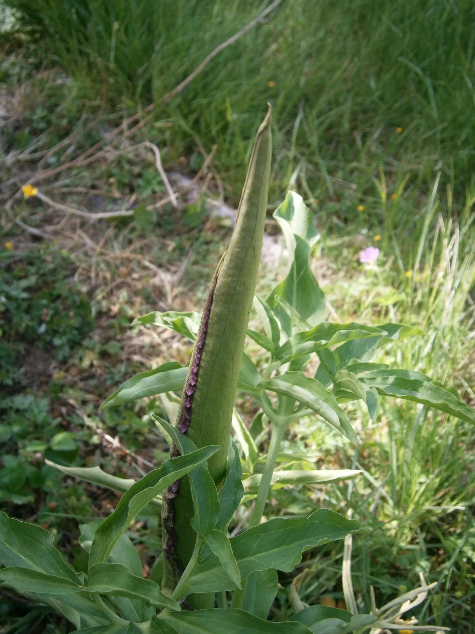 Dragon Lilly (Dracunculus Vulgaris) — Dragon Lilies prefer full sun to partial shade and thrive in well-drained soil; which can reach up to 2 feet in height