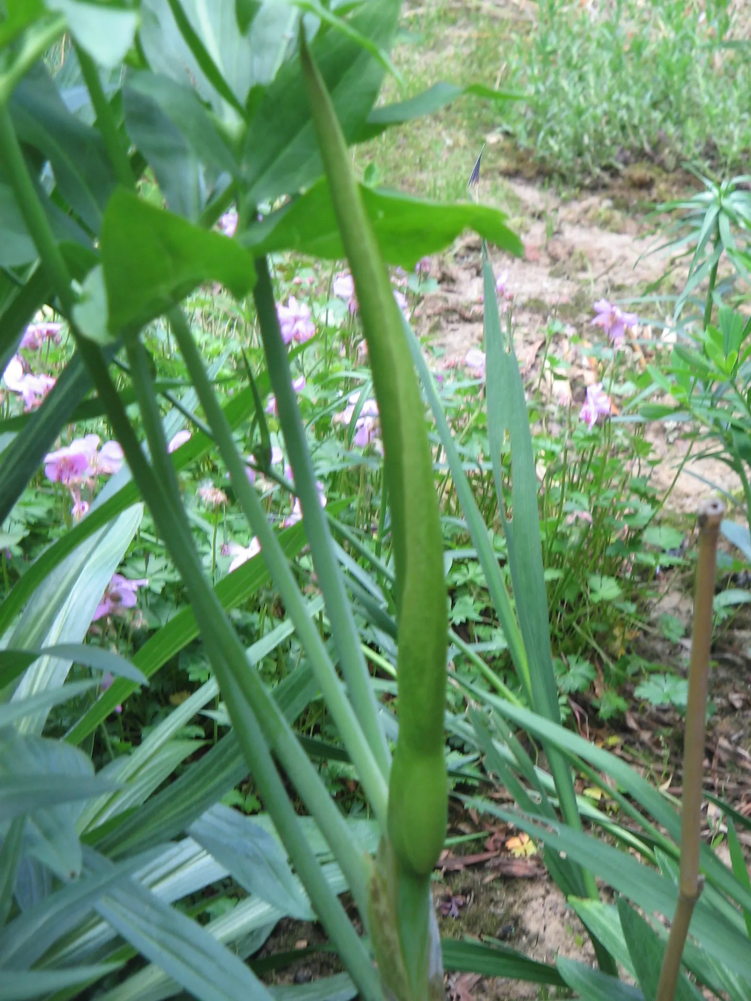 Dragon Lilly (Dracunculus Vulgaris) — perennial with purple and red blooms; usually in late spring to early summer