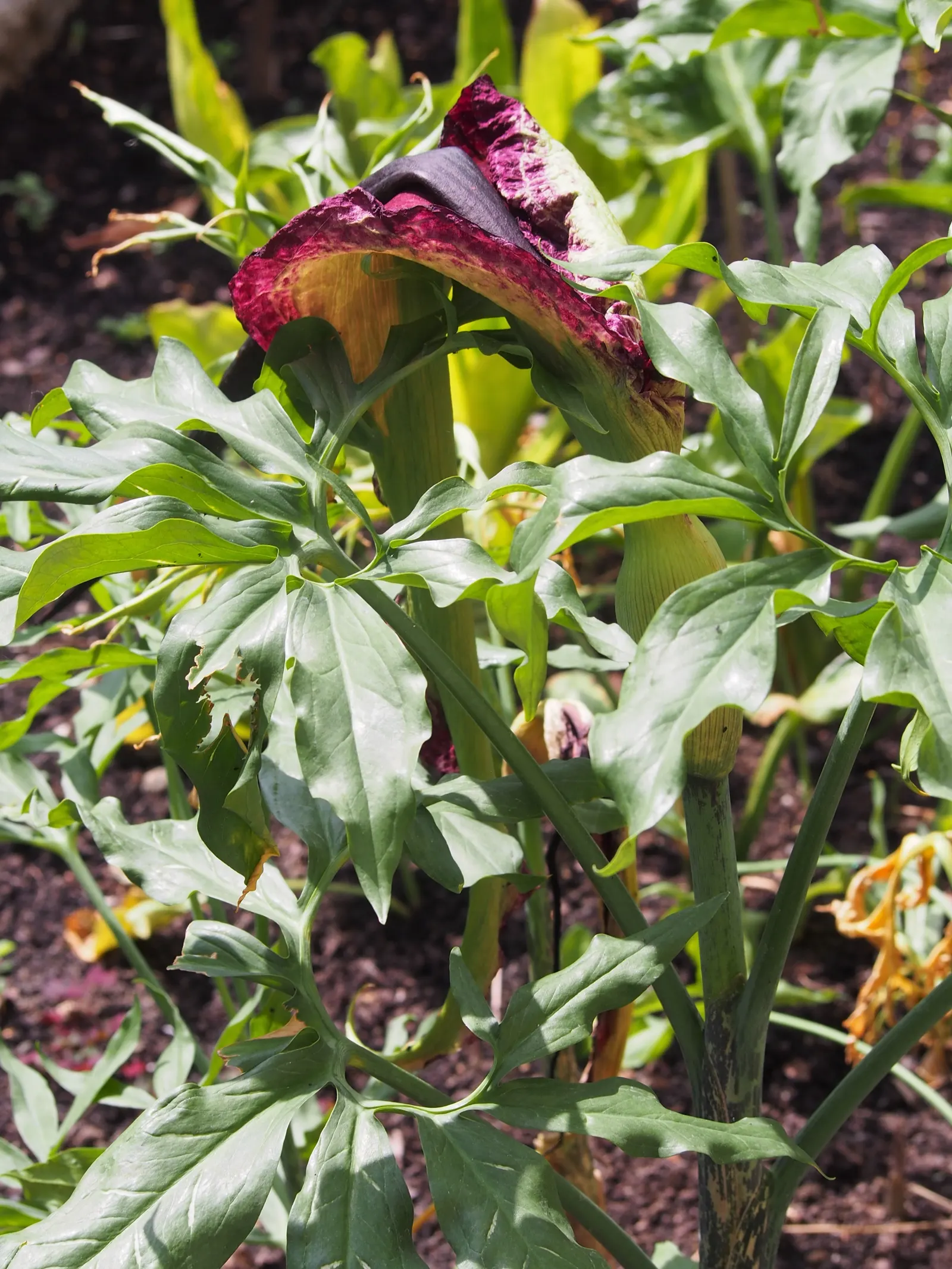 Dragon Lilly (Dracunculus Vulgaris) — it provides a strong visual impact.<br><br>In terms of growth requirements; this perennial's spathe wraps around a