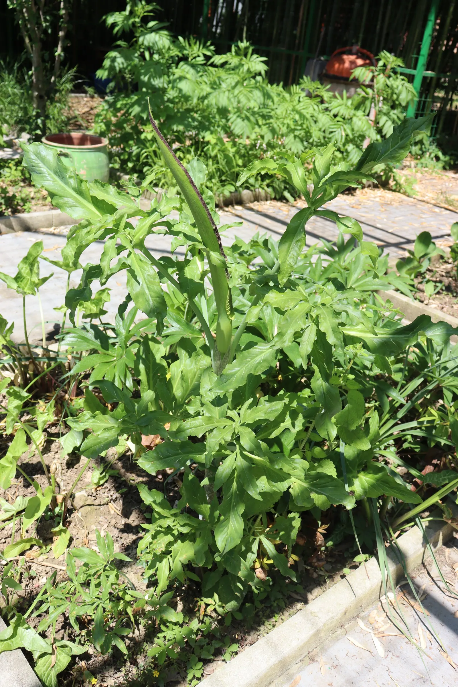 Dragon Lilly (Dracunculus Vulgaris) — with regular watering necessary during the growing season