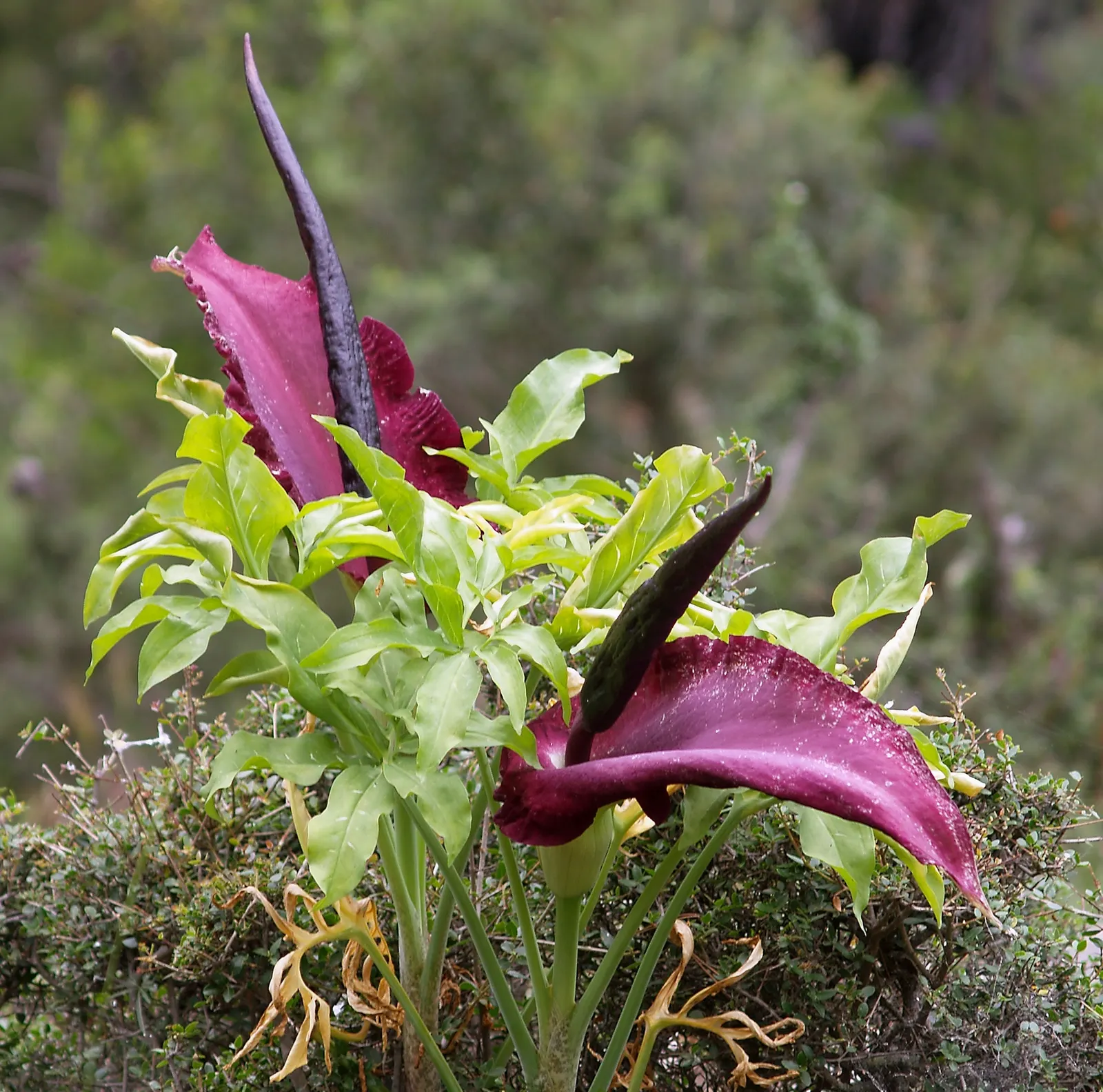 Dragon Lilly (Dracunculus Vulgaris) — the Dragon Lily is fairly low-maintenance